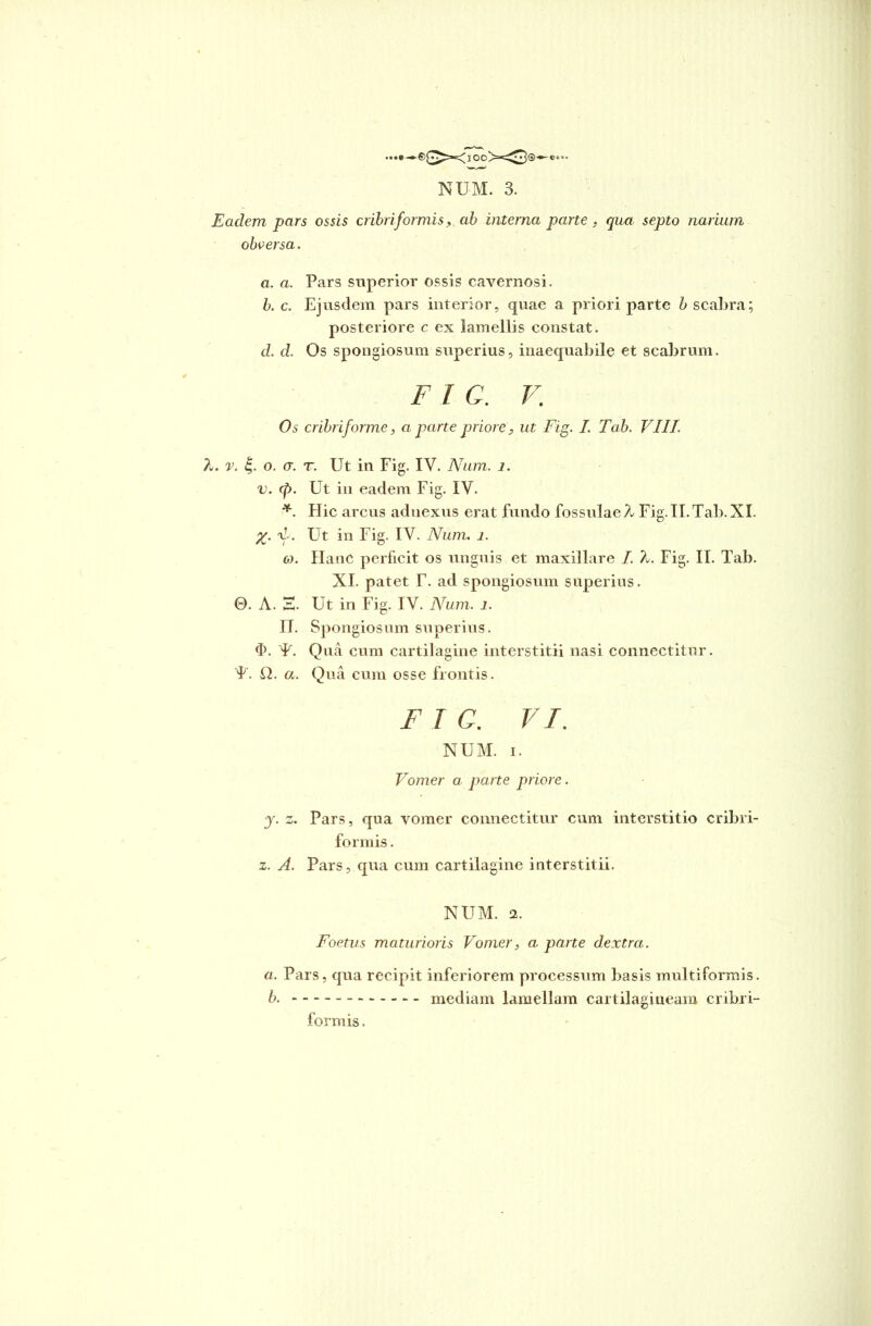 Eadem pars ossis cribri formis, ab interna parte, qua septo narium obversa. a. a. Pars superior ossis cavernosi. b. c. Ejusdem pars interior, quae a priori parte b scabra; posteriore c ex lamellis constat. d. d. Os spongiosum superius, inaequabile et scabrum. F I C. V. Os cribriforme, a parte priore, ut Fig. I. Tab. VIII. I. v. o. a. t. Ut in Fig. IV. Num. i. v. (p. Ut in eadem Fig. IV. *. Flic arcus aduexus erat fundo fossulae A- Fig. II. Tab. XI. X- V. Ut in Fig. IV. Num. i. o). Hanc perficit os unguis et maxillare I. I. Fig. II. Tab. XI. patet T. ad spongiosum superius. O. A. Z. Ut in Fig. IV. Num. i. n. Spongiosum superius. d>. P. Qua cum cartilagine interstitii nasi connectitur. P. H. a. Qua cum osse frontis. FIG. VI. NUM. i. Vomer a parte priore. y. z. Pars, qua vomer connectitur cum interstitio cribri- formis. z. A. Pars, qua cum cartilagine interstitii. NUM. 2. Foetus maturioris Vomer, a. parte dextra. a. Pars, qua recipit inferiorem processum basis multiformis. b. mediam lamellam cartilagineam cribri- formis.