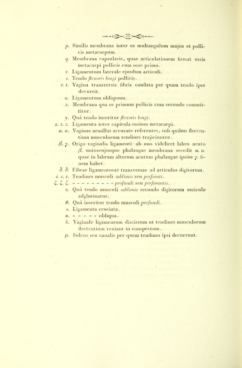 p. Similis membrana inter os multangulum majus et polli- cis metacarpum. q. Membrana capsularis, quae articulationem firmat ossis metacarpi pollicis cum osse primo. r. Ligamentum laterale ejusdem articuli. s. Tendo flexoris longi pollicis. t. t. Vagina transversis libris conflata per quam tendo ipse decurrit. u. Ligamentum obliquum. x. Membrana qua os primum pollicis cum secundo commit- titur. y. Qua tendo inseritur flexoris longi. z. z. z. Ligamenta inter capitula ossium metacarpi. a. a. Vaginae armillas accurate referentes, sub quibus flecten- tium musculorum tendines trajiciuntur. ff. y. Origo vaginalis ligamenti: ab uno videlicet labro acuto (S. uniuscujusque phalangae membrana secedit a. a. quae in labrum alterum acutum phalangae ipsius y. fi- nem habet. S. Fibrae ligamentosae transversae ad articulos digitorum. e. e. £. Tendines musculi sublimis seu perforati, t,. £. g. — _______ profundi seu perforantis. Yj. Qua tendo musculi sublimis secundo digitorum ossiculo adglutinatur. 0. Qua inseritur tendo musculi profundi. 1. Ligamenta cruciata. obliqua. A. Vaginale ligamentum discissum ut tendines musculorum flectentium veniant in conspectum. p. Sulcus seu canalis per quem tendines ipsi decurrunt.