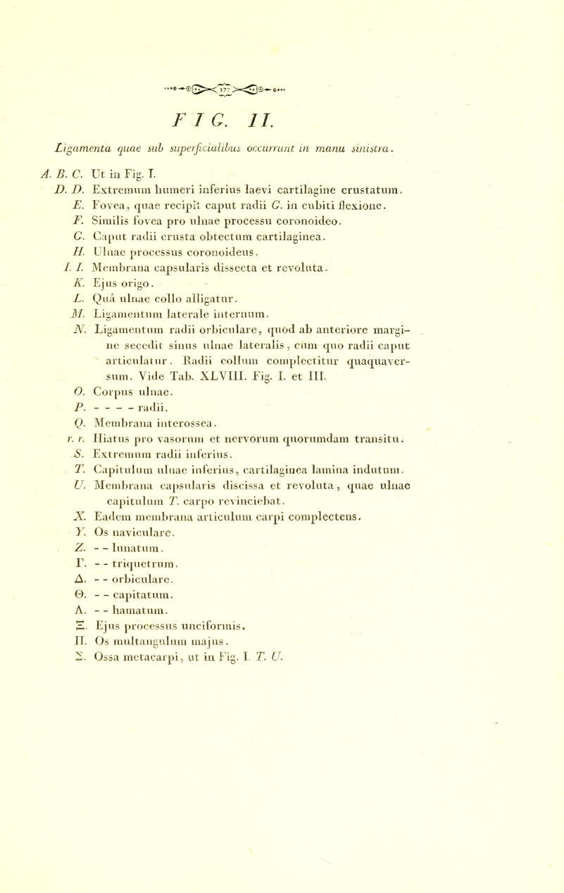 Ligamenta quae sub superficialibus occurrunt in manu sinistra. A. B. C. Ut in Fig. T. D. D. Extremum humeri inferius laevi cartilagine crustatum. E. Fovea, quae recipit caput radii C. in cubiti flexione. F. Similis fovea pro ulnae processu coronoideo. G. Caput radii crusta obtectum cartilaginea. //. Ubiae processus coronoideus. I. I. Membrana capsularis dissecta et revoluta. K. Ejus origo. L. Qua ulnae collo alligatur. M. Ligamentum laterale internum. N. Ligamentum radii orbiculare, quod ab anteriore margi- ne secedit sinus ulnae lateralis , cum quo radii caput articulatur. Radii collum complectitur quaquaver- sum. Vide Tab. XLVIII. Fig. I. et III. O. Corpus ulnae. P. - - - - radii. Q. Membrana interossea. r. r. Hiatus pro vasorum et nervorum quorumdam transitu* S. Extremum radii inferius. T. Capitulum ulnae inferius, cartilaginea lamina indutum. U. Membrana capsularis discissa et revoluta , quae ulnae capitulum T. carpo revinciebat. X. Eadem membrana articulum carpi complectens, Y. Os naviculare. Z. — lunatum. T. - -triquetrum. A. - - orbiculare. 0. — capitatum. A. - - hamatum. E. Ejus processus unciformis. n. Os multangulum majus. —. Ossa metacarpi, ut in Fig. I T. U.