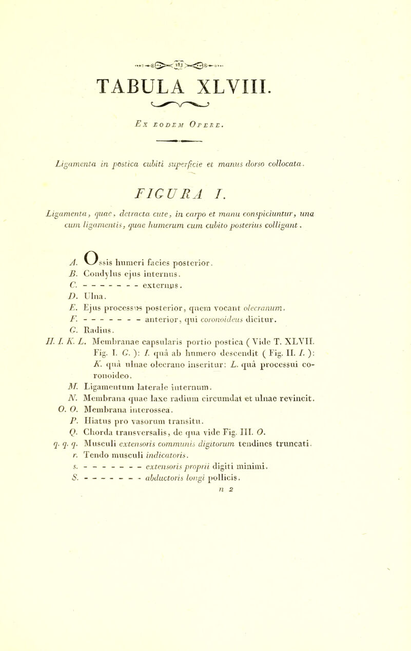 —s—®£>»<j83 '^><3*'^ ='**• TABULA XLVIII. Ex eodem Opere. Ligamenta in postica cubiti superficie et manus dorso collocata. FIGURA 1. Ligamenta, quae, detracta cute, in carpo et manu conspiciuntur, una cum ligamentis, quae humerum cum cubito posterius colligant. A. VJ ssis humeri facies posterior. B. Condylus ejus internus. C. - -- -- -- externus. D. Ulna. E. Ejus processus posterior, quem vocant olecranum. F. - -- -- -- anterior, qui coronoideus dicitur. Q. Radius. II. I. A. A. Membranae capsularis portio postica (Vide T. XLYIE Fig. 1. Q. ): /. qua ab humero descendit ( Fig. II. I. ): A. qua ulnae olecrano inseritur: L. qua processui co- ronoideo. M. Ligamentum laterale internum. N. Membrana quae laxe radium circumdat et ulnae revincit. O. O. Membrana interossea. P. Hiatus pro vasorum transitu. Q. Chorda transversalis, de qua vide Fig. III. O. q. q. q. Musculi extensoris communis digitorum tendines truncati. r. Tendo musculi indicatoris. 5. _______ extensoris proprii digiti minimi. 6’. ------- abductoris longi pollicis.