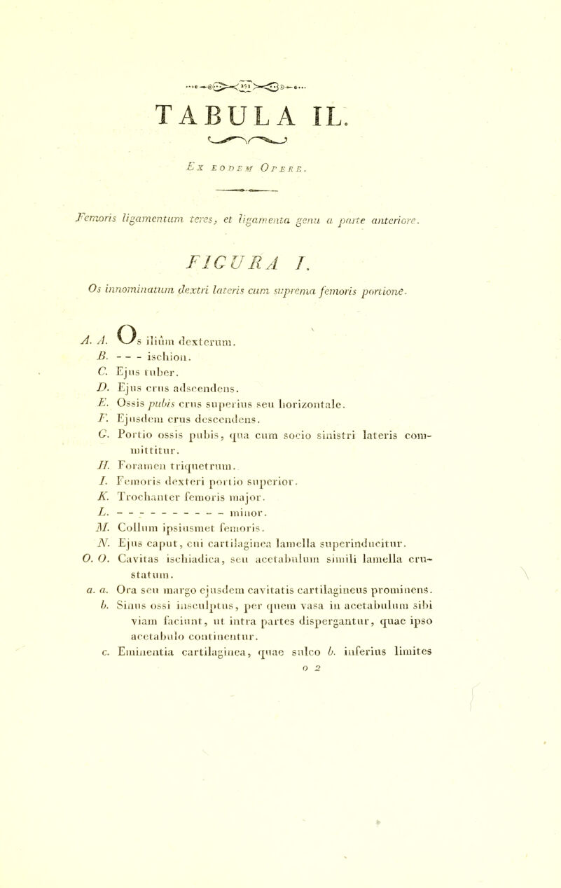 Ex eodem Opere. lemoris ligamentum teres, et ligamenta genu a parte anteriore. FIGURA T. Os innominatum dextri lateris cum suprema femoris portione. o A. A. V/s ilium dexteram. B. — - ischion. C. Ejus tuber. D. Ejus crus adscendens. E. Ossis pubis crus superius seu horizontale. F. Ejusdem crus descendens. G. Portio ossis pubis, qua cum socio sinistri lateris com- mittitur. II. Fora tnen triquetrum. I. Femoris dexteri portio superior. K. Trochanter femoris major. L. - -- -- -- --- - minor. M. Collum ipsiusmet femoris. N. Ejus caput, cui cartilaginea lamella superinducitur. 0. O. Cavitas ischiadica, seu acetabulum simili lamella cru- statum . a. a. Ora seu margo ejusdem cavitatis cartilagineus prominens. b. Sinus ossi insculptus, per quem vasa in acetabulum sibi viam faciunt, ut intra partes dispergantur, quae ipso acetabulo continentur. c. Eminentia cartilaginea, quae sulco b. inferius limites o 2