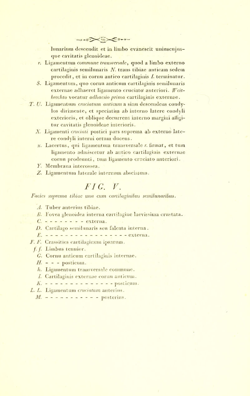 lunarium descendit et in limbo evanescit uniuscujus- que cavitatis glenoideae. r. Ligamentum commune transversale, quod a limbo externo cartilaginis semilunaris N. trans tibiae anticam sedem procedit, et in cornu antico cartilaginis I. terminatur. S. Ligamentum, quo cornu anticum cartilaginis semilunaris externae adhaeret ligamento cruciato' anteriori. JVeit- brechto vocatur adhaesio prima cartilaginis externae. T. U. Ligamentum cruciatum anticum a sinu descendens condy- los di timente, et speciatim ab interno latere condyli exterioris, et oblique decurrens interno margini adigi- tur cavitatis glenoideae interioris. X. Ligamenti cruciati postici pars suprema ab externo late- re condyli interni ortum ducens. x. Lacertus, qui ligamentum transversale r. firmat, et tum ligamento admiscetur ab antico cartilaginis externae cornu prodeunti, tum ligamento cruciato anteriori. Y. Membrana interossea. Z. Ligamentum laterale internum abscissum. FI C. V. Facies suprema tibiae unci cum cartilaginibus semilunaribus. A. Tuber anterius tibiae. B. Fovea glenoidea interna cartilagine laevissima crustata. C. - -- -- -- - externa. 1). Cartilago semilunaris seu falcata interna. E. - -- -- -- -- -- -- -- -- externa. F. F. Crassities cartilaginum ipsarum. f f. Limbus tenuior. G. Cornu anticum cartilaginis internae. posticum. h. Ligamentum transversale commune. I. Cartilaginis externae cornu anticum. K. - -- -- -- -- -- -- - posticum. L. L. Ligamentum cruciatum anterius. M. - - - - posterius.