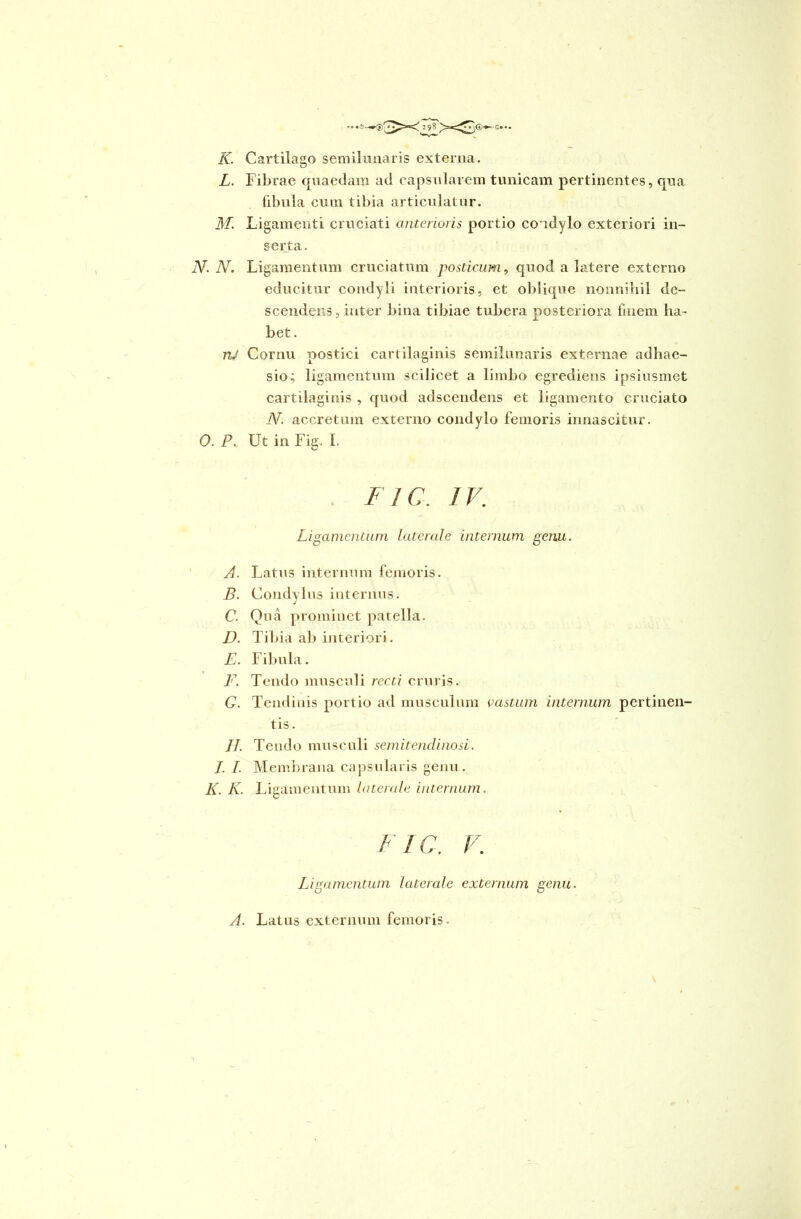 K. Cartilago semilunaris externa. L. Fibrae quaedam ad capsularem tunicam pertinentes, qua fibula cum tibia articulatur. M. Ligamenti cruciati anterioris portio condylo exteriori in- serta. N. N. Ligamentum cruciatum posticum, quod a latere externo educitur condyli interioris, et oblique nonnihil de- scendens, inter bina tibiae tubera posteriora finem ha- bet. rU Cornu postici cartilaginis semilunaris externae adhae- sio; ligamentum scilicet a limbo egredieris ipsiusmet cartilaginis , quod adscendens et ligamento cruciato N. accretum externo condylo femoris innascitur. 0. P. Ut in Fig. I. FlC. IV. Ligamentum laterale internum genu. A. Latus internum femoris. B. Condylus internus. C. Qua prominet patella. D. Tibia ab interiori. E. Fibula. F. Tendo musculi recti cruris. G. Tendinis portio ad musculum castum internum pertinen- tis . II. Tendo musculi semitendinosi. I. I. Membrana capsularis genu. K. K. Ligamentum laterale internum. FlC. V. Ligamentum laterale externum genu. A. Latus externum femoris.