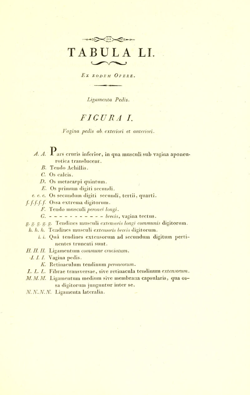 TABULA LI. Ex eodem Opere» Ligamenta Pedis, FI CUR A I. Vagina pedis ab exteriori et anteriori. A. A. X ars cruris inferior, in qua musculi sub vagina aponeu- rotica translucent. B. Tendo Achillis. C. Os calcis. Os metacarpi quintum. Os primum digiti secundi. Os secundum digiti secundi, tertii, quarti. D. E. e. e. e. fi/fi/fi F. C. cr cr er cr D* O' 8 Ossa extrema digitorum. Tendo musculi peronei longi. - ________ brevis, vagina tectus. g. Tendines musculi extensoris longi communis digitorum. h. h. h. Tendines musculi extensoris brevis digitorum. i. i. Quii tendines extensorum ad secundum digitum perti- nentes truncati sunt. II. II. II. Ligamentum commune cruciatum. »/. I. I. Vagina pedis. K. Retinaculum tendinum peroneorum. L. L. L. Fibrae transversae, sive retinacula tendinum extensorum. M. M.M. Ligamentum medium sive membrana capsularis, qua os- sa digitorum junguntur inter se. N. AT. N. N. Ligamenta lateralia.