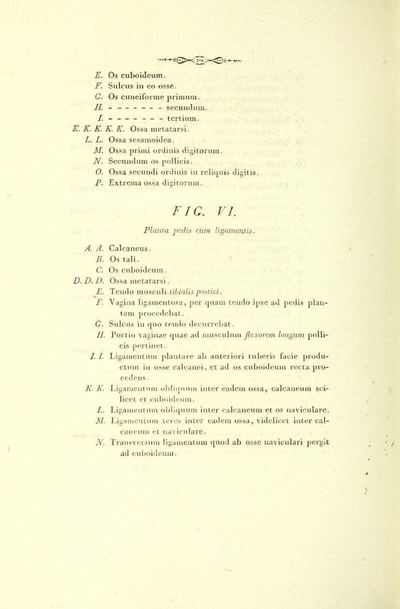 F. Sulcus in eo osse. G. Os cuneiforme primum. 77.------ - secundum. I. - -- -- -- tertium. K. K. K. K. K. Ossa metatarsi. L. L. Ossa sesamoidea . M. Ossa primi ordinis digitorum. N. Secundum os pollicis. O. Ossa secundi ordinis in reliquis digitis. P. Extrema ossa digitorum. FIG. VI. A. A. B. C. D. D. D. E. 'i F. G. H. I. /. K. K. L. M. N. Planta pedis cum ligamentis. Calcaneus. Os tali. Os cuboideum. Ossa metatarsi. Tendo musculi tibialis postici. Vagina ligamentosa, per quam tendo ipse ad pedis plan- tam procedebat. Sulcus in quo tendo decurrebat. Portio vaginae quae ad musculum flexorem longum polli- cis pertinet. Ligamentum plantare ab anteriori tuberis facie produ- ctum in osse calcanei, et ad os cuboideum recta pro- cedens . Ligamentum obliquum inter eadem ossa, calcaneum sci- licet et cuboideum. Ligamentum obliquum inter calcaneum et os naviculare. Ligamentum teres inter eadem ossa, videlicet inter cal- caneum et naviculare. Transversum ligamentum quod ab osse naviculari pergit ad cuboideum.