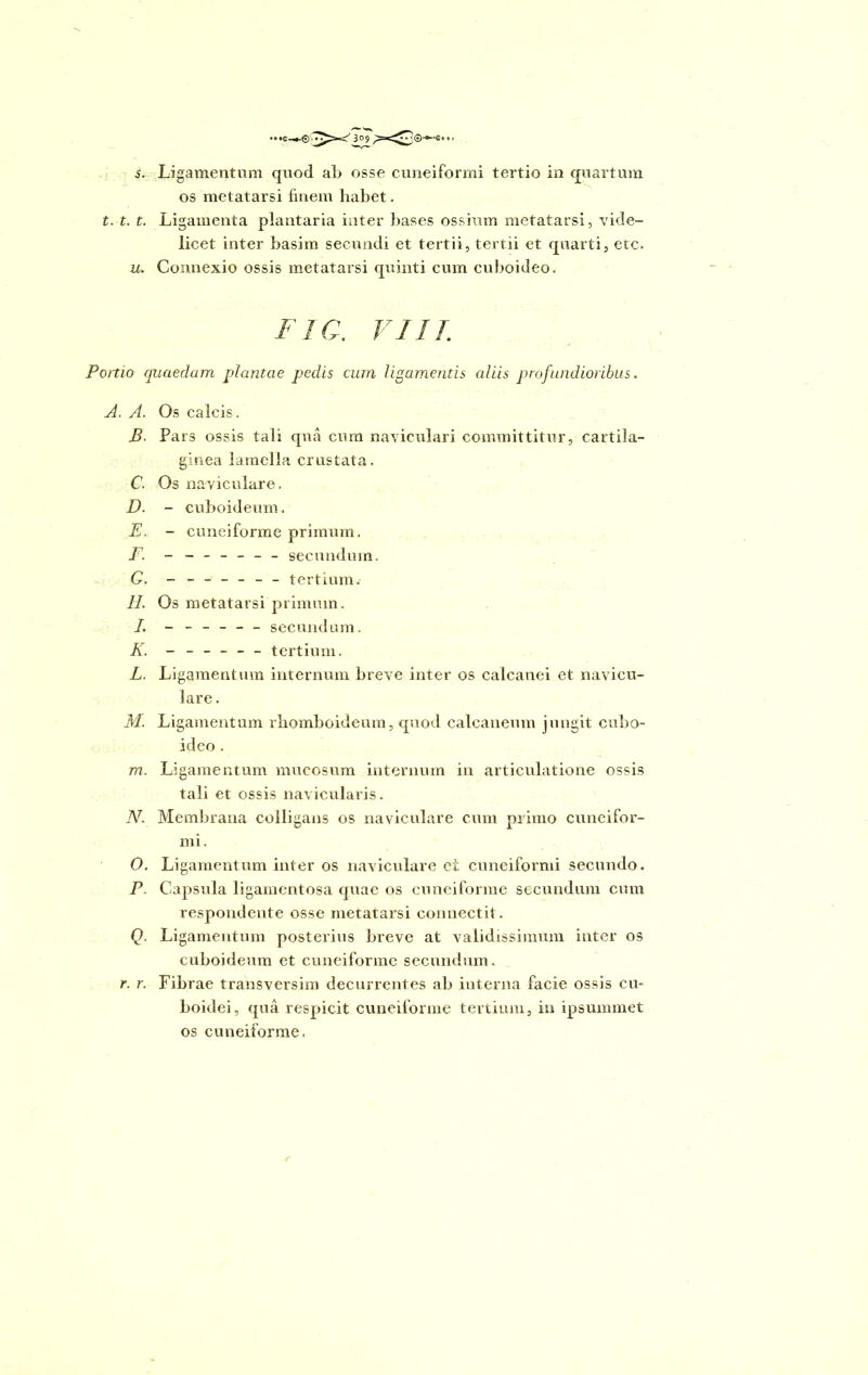 s. Ligamentum quod ab osse cuneiformi tertio in quartum os metatarsi finem habet. t. t. t. Ligamenta plantaria inter bases ossium metatarsi, vide- licet inter basim secundi et tertii, tertii et quarti, etc. u. Connexio ossis metatarsi quinti cum cuboideo. Portio quaedam plantae pedis cum ligamentis aliis profundioribus. B. Pars ossis tali qua cum naviculari committitur, cartila- ginea lamella crustata. D. - cuboideum. E. - cuneiforme primum, F. ------- secundum. G. ------- tertium. //. Os metatarsi primum. l. ------ secundum. K. ------ tertium. L. Ligamentum internum breve inter os calcanei et navicu- lare . M. Ligamentum rhomboideum, quod calcaneum jungit cubo- ideo . m. Ligamentum mucosum internum in articulatione ossis tali et ossis navicularis. N. Membrana colligans os naviculare cum primo cuneifor- O. Ligamentum inter os naviculare et cuneiformi secundo. P. Capsula ligamentosa quae os cuneiforme secundum cum respondente osse metatarsi connectit. Q. Ligamentum posterius breve at validissimum inter os cuboideum et cuneiforme secundum. r. r. Fibrae transversim decurrentes ab interna facie ossis cu- boidei, qua respicit cuneiforme tertium, in ipsummet os cuneiforme. VIII.