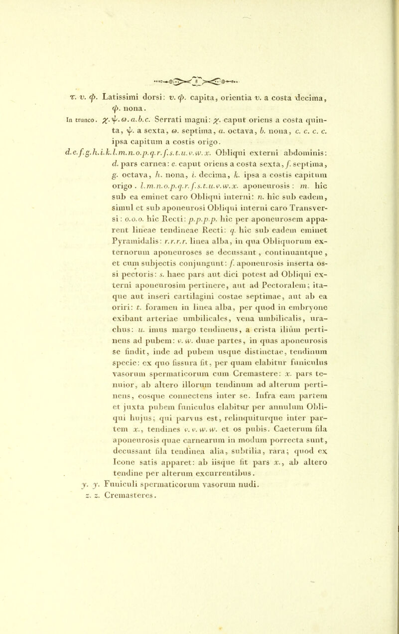 '©• * T. v. </. Latissimi dorsi: v. <p. capita, orientia v. a costa decima, <jp. nona. In trunco. o). a.b.c. Serrati magni: caput oriens a costa quin- ta, a sexta, a. septima, a. octava, b. nona, c. c. c. c. ipsa capitum a costis origo. d.e.f.g.h.i.k.l.m.n.o.p.q.r.f.s.t.u.v.w.x. Obliqui externi abdominis: d. pars carnea: e. caput oriens a costa sexta,/, septima, g. octava, h. nona, i. decima, k. ipsa a costis capitum origo . l.m.n.o.p.q.r. f.s.t.u.v.w.x. aponeurosis: m. liic sub ea eminet caro Obliqui interni! n. hic sub eadem, simul et sub aponeurosi Obliqui interni caro Transver- si : o.o.o. hic Recti: p.p.p.p. hic per aponeurosem appa- rent lineae tendineae Recti: q. hic sub eadem eminet Pyramidalis: r.r.r.r. linea alba, in qua Obliquorum ex- ternorum aponeuroses se decussant, continuantque , et cum subjectis conjungunt: /aponeurosis inserta os- si pectoris: s. haec pars aut dici potest ad Obliqui ex- terni aponeurosim pertinere, aut ad Pectoralem; ita- que aut inseri cartilagini costae septimae, aut ab ea oriri: t. foramen in linea alba, per quod in embryone exibant arteriae umbilicales, vena umbilicalis, ura- chus: u. imus margo tendineus, a crista ilium perti- nens ad pubem: c. w. duae partes, in quas aponeurosis se findit, inde ad pubem usque distinctae, tendinum specie: ex quo fissura fit, per quam elabitur funiculus vasorum spermaticorum cum Cremastere: x. pars te- nuior, ab altero illorum tendinum ad alterum perti- nens, eosque connectens inter se. Infra eam partem et juxta pubem funiculus elabitur per annulum Obli- qui hujus; qui parvus est, relinquiturque inter par- tem x., tendines v.v.w.w. et os pubis. Caeterum fila aponeurosis quae carnearum in modum porrecta sunt, decussant fila tendinea alia, subtilia, rara; quod ex Icone satis apparet: ab iisque fit pars x., ab altero tendine per alterum excurrentibus . y. y. Funiculi spermaticorum vasorum nudi, z. z. Cremasteres.