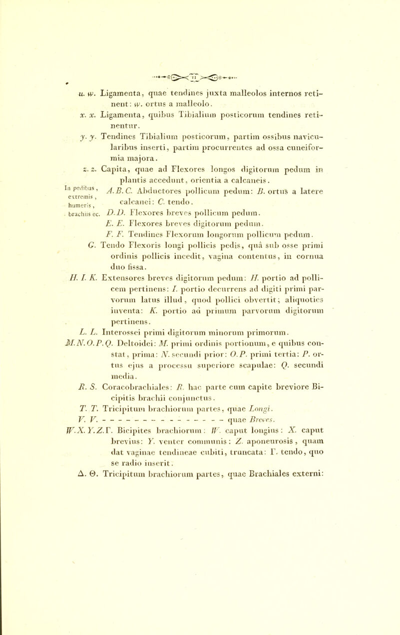 u. w. Ligamenta, quae tendines juxta malleolos internos reti- nent: w. ortus a malleolo. x. x. Ligamenta, quibus Tibialium posticorum tendines reti- nentur. y. y. Tendines Tibialium posticorum, partim ossibus navicu- laribus inserti, partim procurrentes ad ossa cuneifor- mia majora. 2.2,. Capita, quae ad Flexores longos digitorum pedum in plantis accedunt, orientia a calcaneis. In pedibus, yi.B.C. Abductores pollicum pedum: B. ortuS a latere extremis , . A humeris, calcanei: C. tendo. brachiis ec. D.D. Flexores breves pollicum pedum. E. E. Flexores breves digitorum pedum. F. F. Tendines Flexorum longorum pollicum pedum. G. Tendo Flexoris longi pollicis pedis, qua sub osse primi ordinis pollicis incedit, vagina contentus, in cornua duo fissa. II. I. K. Extensores breves digitorum pedum: II. portio ad polli- cem pertinens: I. portio decurrens ad digiti primi par- vorum latus illud, quod pollici obvertit; aliquoties inventa: K. portio aci primum parvorum digitorum pertinens. L. L. Interossei primi digitorum minorum primorum. M.N.O.P.Q. Deltoidei: M. primi ordinis portionum, e quibus con- stat , prima: N. secundi prior: O.P. primi tertia: P. or- tus ejus a processu superiore scapulae: Q. secundi media. R. S. Coracobrachiales: R. hac parte cum capite breviore Bi- cipitis brachii conjunctus. T. T. Tricipitum brachiorum partes, quae Longi. V. V. - -- -- -- -- -- -- -- quae Breves. WX.Y.Z. F. Bicipites brachiorum: U\ caput longius: X. caput brevius: Y. venter communis: Z. aponeurosis, quam dat vaginae tendineae cubiti, truncata: F. tendo, quo se radio inserit.