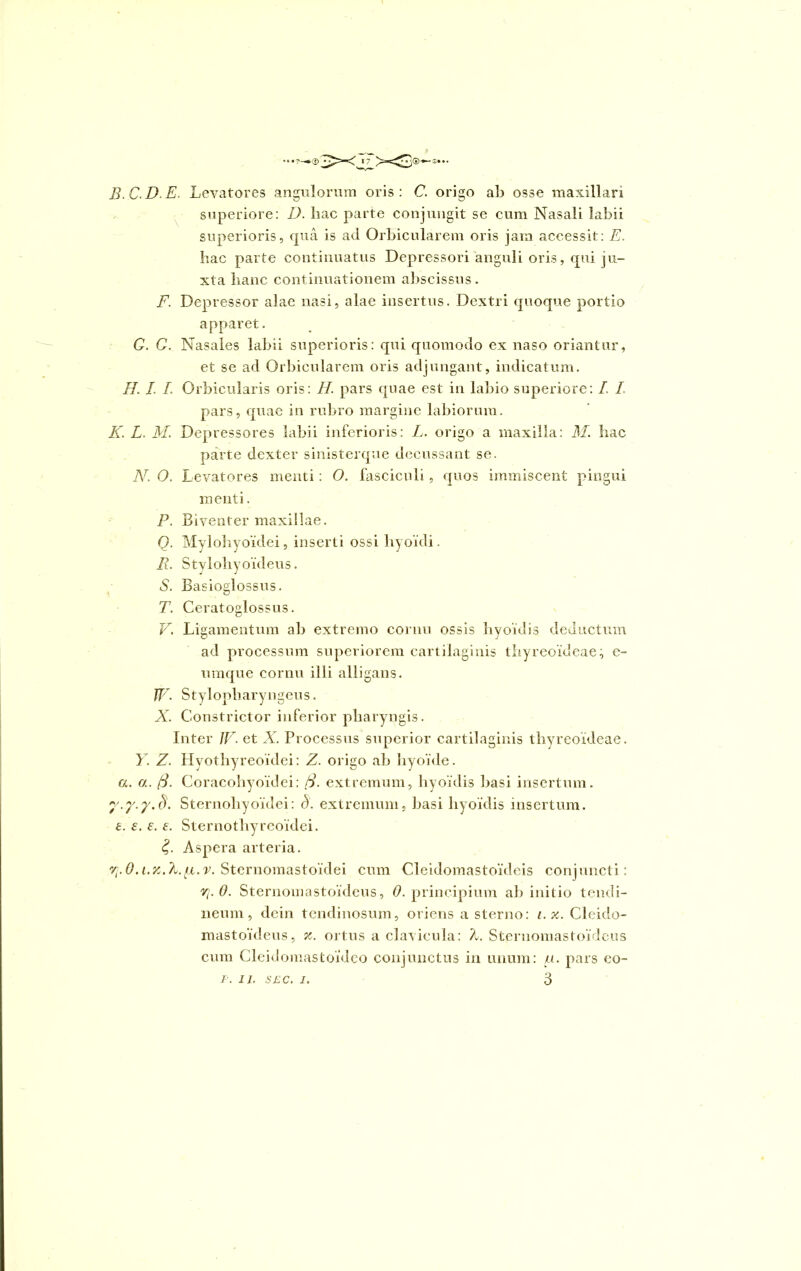 B.C.D.E. Levatores angulorum oris: C. origo ab osse maxillari superiore: D. hac parte conjungit se cum Nasali labii superioris, qua is ad Orbicularem oris jam accessit: E. hac parte continuatus Depressori anguli oris, qui ju- xta lianc continuationem abscissus. F. Depressor alae nasi, alae insertus. Dextri quoque portio apparet. G. C. Nasales labii superioris: qui quomodo ex naso oriantur, et se ad Orbicularem oris adjungant, indicatum. H. I. I. Orbicularis oris: H. pars quae est in labio superiore: L 1 pars, quae in rubro margine labiorum. K. L. M. Depressores labii inferioris: L. origo a maxilla: M. hac parte dexter sinisterque decussant se. N. O. Levatores menti: O. fasciculi, quos immiscent pingui menti. P. Biventer maxillae. Q. Mylohyoidei, inserti ossi hyoidi. R. Stylohyoideus. S. Basioglossus. T. Ceratoglossus. V. Ligamentum ab extremo cornu ossis hyoidis deductum ad processum superiorem cartilaginis thyreoideae, e- umque cornu illi alligans. W • Stylopharyngeus. X. Constrictor inferior pharyngis. Inter TV. et X. Processus superior cartilaginis thyreoideae. Y. Z. Hyothyreoidei: Z. origo ab hyoide. a. a. (3. Coracohyoldei: 8. extremum, hyoidis basi insertum. y.y.y.d. Sternohyoidei: o. extremum, basi hyoidis insertum. £. e. e. e. Sternothyreoidei. £. Aspera arteria. v\.Sternomastoidei cum Cleidomastoideis conjuncti: Y[.0. Sternomastoideus, t?. principium ab initio tendi- neum, dein tendinosum, oriens a sterno: i. x. Cleido- mastoideus, %. ortus a clavicula: /t. Sternomastoideus cum Cleidomastoldeo conjunctus in unum: u. pars eo-