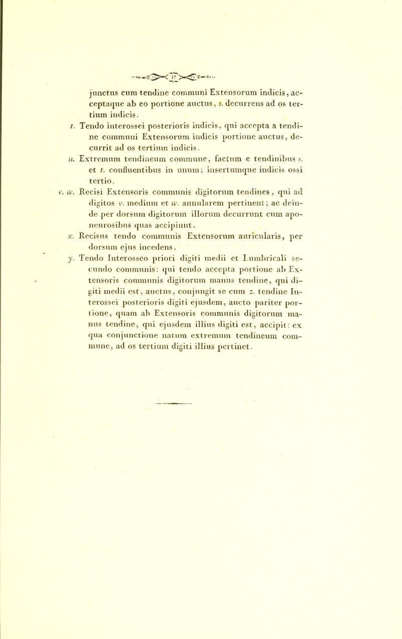 junctus cum tendine communi Extensorum indicis, ac- ceptaque ab eo portione auctus, 5. decurrens ad os ter- tium indicis. t. Tendo interossei posterioris indicis, qui accepta a tendi- ne communi Extensorum indicis portione auctus, de- currit ad os tertium indicis. u. Extremum tendineum commune, factum e tendinibus s. et t. confluentibus in unum; inseriumque indicis ossi tertio. e. w. Recisi Extensoris communis digitorum tendines, qui ad digitos e. medium et w. annularem pertinent; ac dein- de per dorsum digitorum illorum decurrunt cum apo- neurosibus quas accipiunt. x. Recisus tendo communis Extensorum auricularis, per dorsum ejus incedens. y. Tendo Interosseo priori digiti medii et Lumbricali se- cundo communis: qui tendo accepta portione ab Ex- tensoris communis digitorum manus tendine, qui di- giti medii est, auctus, conjungit se cum z. tendine In- terossei posterioris digiti ejusdem, aucto pariter por- tione, quam ab Extensoris communis digitorum ma- nus tendine, qui ejusdem illius digiti est, accipit: ex qua conjunctione natum extremum tendineum com- mune, ad os tertium digiti illius pertinet.