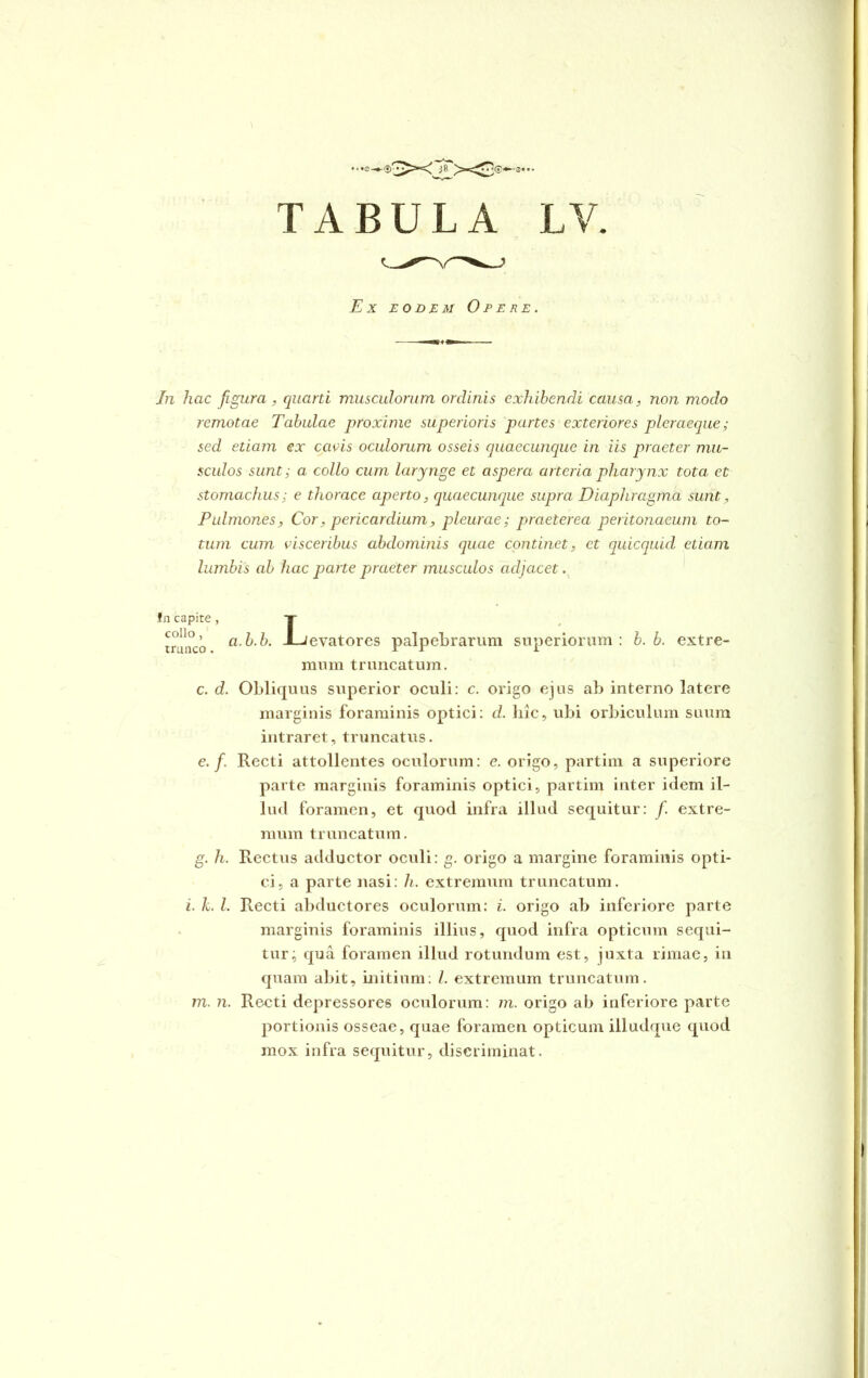 :>o®- TABULA LY. Ex eodem Opere. In hac figura, quarti musculorum ordinis exhibendi causa, non modo remotae Tabulae proxime superioris partes exteriores pleraeque; sed etiam ex cavis oculorum osseis quaecimque in iis praeter mu- sculos sunt; a collo cum larynge et aspera arteria pharynx tota et stomachus; e thorace aperto, quaecunque supra Diaphragma sunt, Pulmones, Cor, pericardium, pleurae; praeterea peritonaeum to- tum cum visceribus abdominis quae continet, et quicquid etiam lumbis ab hac parte praeter musculos adjacet. a.b.b. evatorcs palpebrarum superiorum: b. b. extre- c. d. Obliquus superior oculi: c. origo ejus ab interno latere marginis foraminis optici: d. hic, ubi orbiculum suum intraret, truncatus. e./. Recti attollentes oculorum: e. origo, partim a superiore parte marginis foraminis optici, partim inter idem il- lud foramen, et quod infra illud sequitur: /. extre- mum truncatum. g. h. Rectus adductor oculi: g. origo a margine foraminis opti- ci, a parte nasi: h. extremum truncatum. i. k. I. Recti abductores oculorum: i. origo ab inferiore parte marginis foraminis illius, quod infra opticum sequi- tur; qua foramen illud rotundum est, juxta rimae, in quam abit, initium: l. extremum truncatum, portionis osseae, quae foramen opticum illudque quod mox infra sequitur, discriminat. mum truncatum.