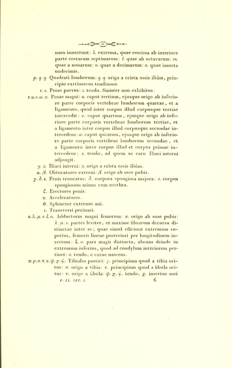 naeo innectunt: k. extrema, quae rescissa ab interiore parte costarum septimarum: L quae ab octavarum: m. quae a nonarum: n. quae a decimarum: o. quae inserta undecimis. p. q. q. Quadrati lumborum: q. q. origo a crista ossis ilium, prin- cipio extrinsecus tendinoso. r. s. Psoas parvus: s. tendo. Sinister non exliibitus. t.u.v.w.x. Psoae magni: u. caput tertium, ejusque origo ab inferio- re parte corporis vertebrae lumborum quartae, et a ligamento, quod inter corpus illud corpusque tertiae intercedit: v. caput quartum, ej usque origo ab infe- riore parte corporis vertebrae lumborum tertiae, et a ligamento inter corpus illud corpusque secundae in- tercedens: w. caput quintum, ejusque origo ab inferio- re parte corporis vertebrae lumborum secundae , et a ligamento inter corpus illud et corpus primae in- tercedens : x. tendo , ad quem se caro Iliaci interni adjungit. y. z. Iliaci interni: z. origo a crista ossis ilium. a. (i. Obturatores externi: origo ab osse pubis. y. d. £. Penis truncatus: d. corpora spongiosa majora: £. corpus spongiosum minus cum urethra. £. Erectores penis. yj. Acceleratores. 0. Sphincter externus ani. 1. Transversi perinaei. x.h.p.v.E.o. Adductores magni femorum: x. origo ab osse pubis: A. p. y. partes leviter, et maxime fibrarum decursu di- stinctae inter se ; quae simul efficiunt extremum su- perius, femoris lineae posteriori per longitudinem in- sertum : s. o. pars magis distincta, abeuns deinde in extremum inferius, quod aci condylum interiorem per- tinet: o. tendo, e carne nascens. tu.p.G.T.v.cf).Tibiales postici: p. principium quod a tibia ori- tur: u. origo a tibia: t. principium quod a fibula ori- tur: v. origo a fibula: Cji.%.^. tendo, insertus ossi 6