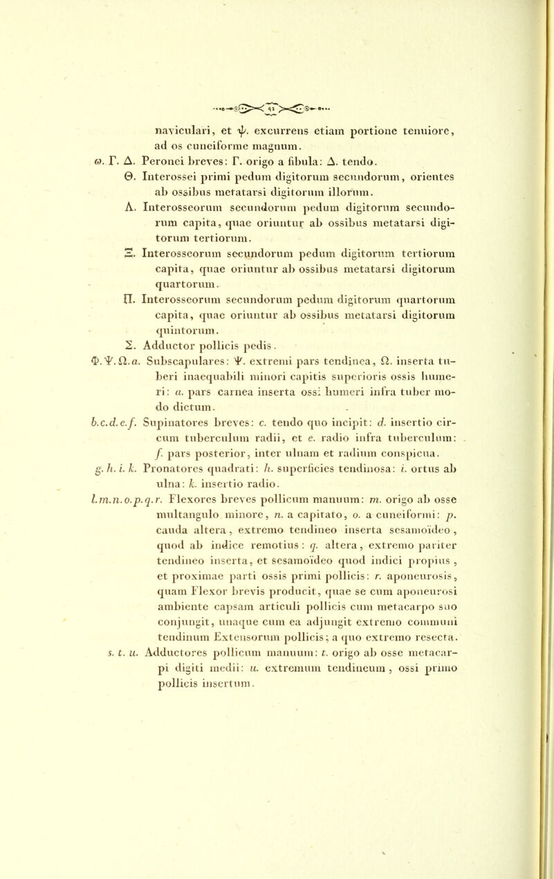 naviculari, et excurrens etiam portione tenuiore, ad os cuneiforme magnum. eo. r. A. Peronei breves: T. origo a fibula: A. tendo. 0. Interossei primi pedum digitorum secundorum, orientes ab ossibus metatarsi digitorum illorum. A. Interosseorum secundorum pedum digitorum secundo- rum capita, quae oriuntur ab ossibus metatarsi digi- torum tertiorum. S. Interosseorum secundorum pedum digitorum tertiorum capita, quae oriuntur ab ossibus metatarsi digitorum quartorum. II. Interosseorum secundorum pedum digitorum quartorum capita, quae oriuntur ab ossibus metatarsi digitorum quintorum. 2. Adductor pollicis pedis . ^.■p.£2.a. Subscapulares: ¥. extremi pars tendinea, Q. inserta tu- beri inaequabili minori capitis superioris ossis hume- ri: a. pars carnea inserta ossi humeri infra tuber mo- do dictum. b.c.d.e.f. Supinatores breves: c. tendo quo incipit: d. insertio cir- cum tuberculum radii, et e. radio infra tuberculum: /. pars posterior, inter ulnam et radium conspicua. g. h. i. k. Pronatores quadrati: h. superficies tendinosa: i. ortus ab ulna: k. insertio radio. Lm.n.o.p.q.r. Flexores breves pollicum manuum: m. origo ab osse multangulo minore, n. a capitato, o. a cuneiformi: p. cauda altera , extremo tendineo inserta sesamoideo , quod ab indice remotius: q. altera, extremo pariter tendineo inserta, et sesamoideo quod indici propius , et proximae parti ossis primi pollicis: r. aponeurosis, quam Flexor brevis producit, quae se cum aponeurosi ambiente capsam articuli pollicis cum metacarpo suo conjungit, unaque cum ea adjungit extremo communi tendinum Extensorum pollicis; a quo extremo resecta. 5. t. u. Adductores pollicum manuum: t. origo ab osse metacar- pi digiti medii: u. extremum tendineum, ossi primo pollicis insertum.