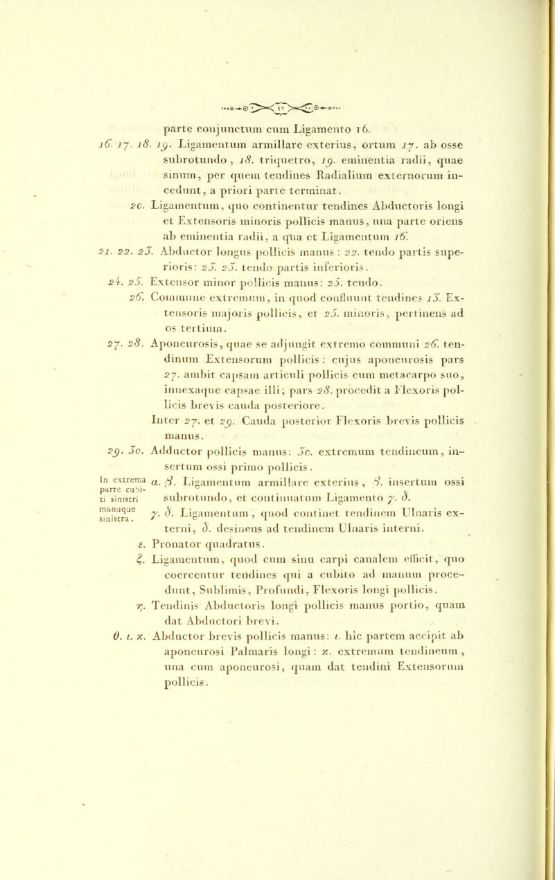 iG. 17. 18. 1$. Ligamentum armillare exterius, ortum 17. ab osse subrotundo, 18. triquetro, 79. eminentia radii, quae sinum, per quem tendines Radialium externorum in- cedunt, a priori parte terminat. 20. Ligamentum, quo continentur tendines Abductoris longi et Extensoris minoris pollicis manus, una parte oriens ab eminentia radii, a qua et Ligamentum lG. 21. 22. 2 5. Abductor longus pollicis manus : 22. tendo partis supe- rioris: 25. 2 5. tendo partis inferioris. 24. 25. Extensor minor pollicis manus: 25. tendo. 2G. Commune extremum, in quod confluunt tendines i5. Ex- tensoris majoris pollicis, et 25. minoris, pertinens ad os tertium. 27. 28. Aponeurosis, quae se adjungit extremo communi 2G. ten- dinum Extensorum pollicis: cujus aponeurosis pars 27. ambit capsam articuli pollicis cum metacarpo suo, innexaque capsae illi; pars 28. procedit a Elexoris pol- licis brevis cauda posteriore. Inter 27. et 27). Cauda posterior Flexoris brevis pollicis manus. 2(). 5o. Adductor pollicis manus: 5c. extremum tendineum, in- sertum ossi primo pollicis. in extrema a fi Ligamentum armillare exterius, 8. insertum ossi parte cubi- 0 . _ . * ti sinistri subrotundo, et contluuatum Ligamento y. o. manuque ^ Ligamentum, quod continet tendinem Ulnaris ex- terni, d. desinens ad tendinem Ulnaris interni. e. Pronator quadratus. £. Ligamentum, quod cum sinu carpi canalem efficit, quo coercentur tendines qui a cubito ad manum proce- dunt, Sublimis, Profundi, Flexoris longi pollicis. yj. Tendinis Abductoris longi pollicis manus portio, quam dat Abductori brevi. 0. 1. x. Abductor brevis pollicis manus: 1. lilc partem accipit ab aponeurosi Palmaris longi: x. extremum tendineum , una cum aponeurosi, quam dat tendini Extensorum pollicis.