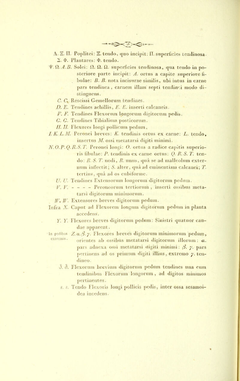 A. E. II. Poplitei: E. tendo, quo incipit: 11. superficies tendinosa. 2. (I>. Plantares: <I>. tendo. 'PSlA.B. Solei: £2. £2. £2. superficies tendinosa, qua tendo in po- steriore parte incipit: A. ortus a capite superiore fi- bulae: B. B. nota incisurae similis, ubi intus in carne pars tendinea , carnem illam septi tendinei modo di- stinguens. C. CK Rescissi Gemellorum tendines. D. E. Tendines acliillis, E. E. inserti calcaneis. F. F. Tendines Flexorum longorum digitorum pedis. C. G. Tendines Tibialium posticorum. //. II. Flexores longi pollicum pedum, I.K.L.M. Peronei breves: K. tendinis ortus ex carne: L. tendo, insertus M. ossi metatarsi digiti minimi. N.O.P.Q.R.S.T. Peronei longi: O. ortus a radice capitis superio- ris fibulae: P. tendinis ex carne ortus: Q R. S. T. ten- do: R. S. T. nodi, R. unus, qua se ad malleolum exter- num inflectit; S. alter, qua ad eminentiam calcanei; T. tertius, qua ad os cubiforme. U. U. Tendines Extensorum longorum digitorum pedum. V. V. - - - - Peroneorum tertiorum , inserti ossibus meta- tarsi digitorum minimorum. IV. W- Extensores breves digitorum pedum. Infra X. Caput ad Flexorem longum digitorum pedum in planta accedens. Y. Y. Flexores breves digitorum pedum: Sinistri quatuor cau- dae apparent. In pedibus Z.a.B.y. Flexores breves digitorum minimorum pedum, orientes ab ossibus metatarsi digitorum illorum: a. pars adnexa ossi metatarsi digiti minimi: /S. y. pars pertinens ad os primum digiti illius, extremo y. ten- dineo . 5. S. Flexorum brevium digitorum pedum tendines una cum tendinibus Flexorum longorum , ad digitos minimos pertinentes. €. e. Tendo Flexoris longi pollicis pedis, inter ossa sesamoi- dea incedens.