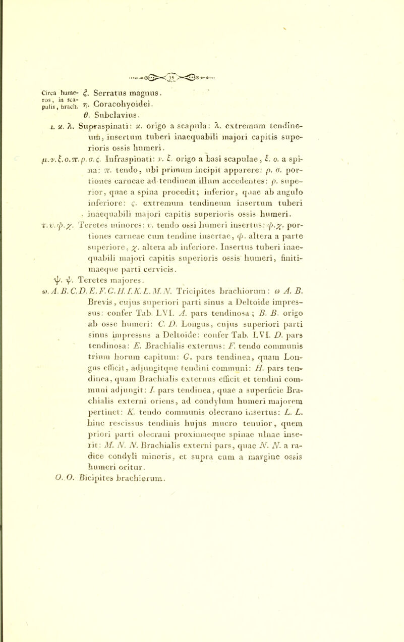 —e— Circa hume- £. Serratus magnus. palis, brach. *!• Coracoliyoidei. 6. Subclavius. l x. X. Supraspinati: x. origo ascapula: X. extremum tendine- um 5 insertum tuberi inaequabili majori capitis supe- rioris ossis humeri. fi.v. l.o.TT.p, u.g. Infraspinati: v. c,. origo a basi scapulae, L o. a spi- na: 7r. tendo, ubi primum incipit apparere: p. a. por- tiones carneae ad tendinem illum accedentes: p. supe- rior, quae a spina procedit; inferior, quae ab angulo inferiore: Q. extremum tendineum insertum tuberi . inaequabili majori capitis superioris ossis humeri. T.v.^.y. Teretes minores: v. tendo ossi jmmeri insertus: (p.y. por- tiones carneae cum tendine insertae, cp. altera a parte superiore, %. altera ab inferiore. Insertus tuberi inae- quabili majori capitis superioris ossis humeri, finiti- maeque parti cervicis. ip. \p. Teretes majores. id. A. B.C. D. E. F. Q, Ii. I. K. L.M. N. Tricipites brachiorum: a A. B. Brevis, cujus superiori parti sinus a Deltoide impres- sus: confer Tab. LYI. A. pars tendinosa ; B. B. origo ab osse humeri: C. D. Longus, cujus superiori parti sinus impressus a Deltoide: confer Tab. LVI. D. pars tendinosa: E. Brachialis externus: F. tendo communis trium horum capitum: C. pars tendinea, quam Lon- gus efficit, adjungitque tendini communi: H. pars ten- dinea, quam Brachialis externus efficit et tendini com- muni adjungit: /. pars tendinea, quae a superficie Bra- chialis externi oriens, ad condylum humeri majorem pertinet: K. tendo communis olecrano insertus: L. L. hinc rescissus tendinis hujus mucro tenuior, quem priori parti olecrani proximaeque spinae ulnae inse- rit: M. N. N. Brachialis externi pars, quae N. N. a ra- dice condyli minoris, et supra eum a margine ossis humeri oritur. O. O. Bicipites brachiorum.