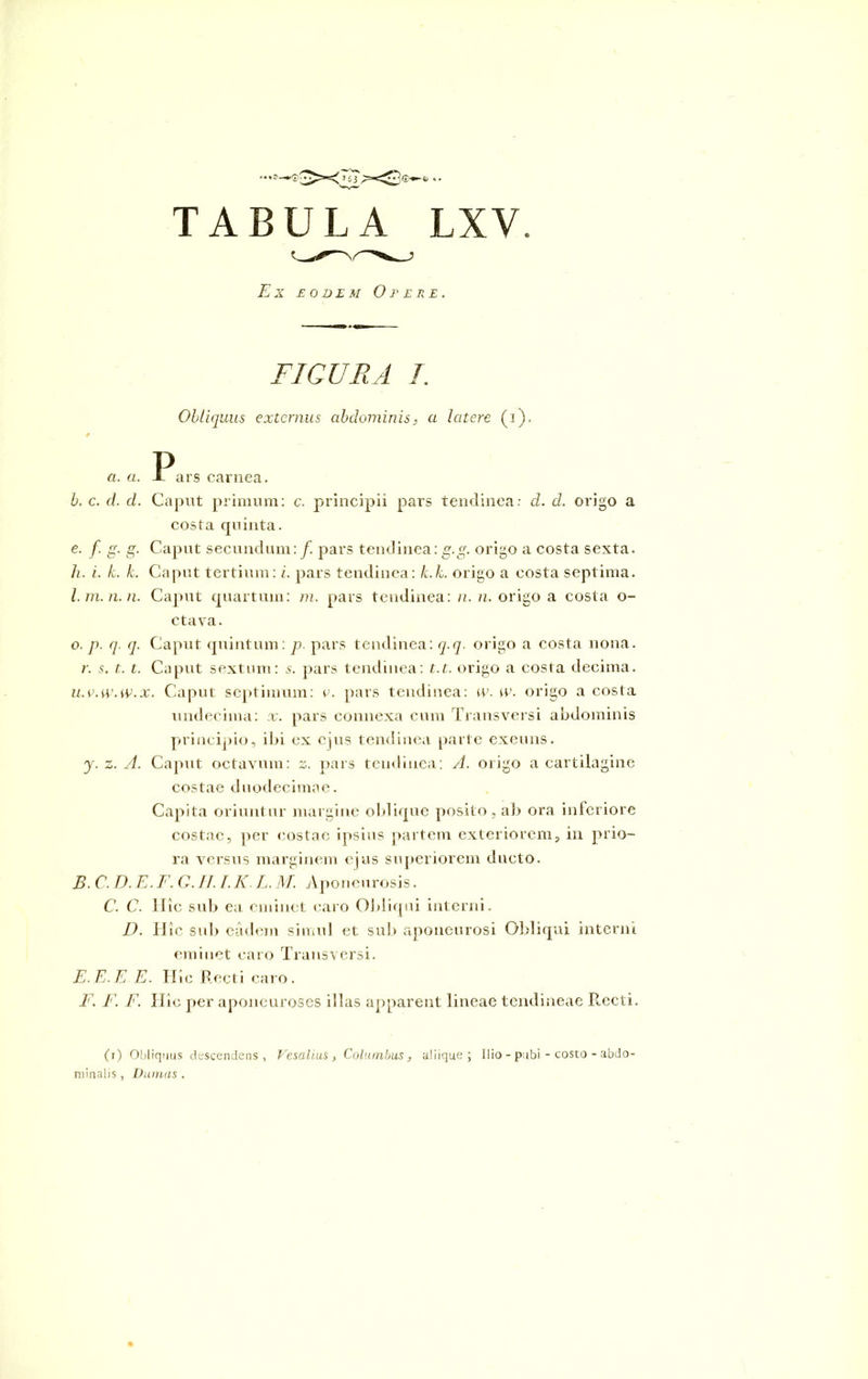 TABULA LXV Ex eodem Opere. FIGURA I. Obliquus externus abdominis, a latere (i). 0 P a. a. X ars carnea. b. c. cl d. Caput primum: c. principii pars tendinea: d. d. origo a costa quinta. e. f. g. g. Caput secundum: /. pars tendinea: g.g. origo a costa sexta. h. i. k. k. Caput tertium: i. pars tendinea: k.k. origo a costa septima. l.m.n.n. Caput quartum: m. pars tendinea: n. n. origo a costa o- ctava. o. p. q. q. Caput quintum: p. pars tendinea: q.q. origo a costa nona. r. s. t. t. Caput sextum: s. pars tendinea: t.t. origo a costa decima. u.v.w.w.x. Caput septimum: c. pars tendinea: w. w. origo a costa undecima: x. pars connexa cum Transversi abdominis principio, ibi ex ejus tendinea parte exeuns. y. z. A. Caput octavum: 2. pars tendinea: A. origo a cartilagine costae duodecimae. Capita oriuntur margine oblique posito, ab ora inferiore costae, per costae ipsius partem exteriorem, in prio- ra versus marginem ejus superiorem ducto. B. C. D. E.F. G.H. I.K.L.M. Aponeurosis. C. C. Hic sub ea eminet caro Obliqui interni. D. Hic sub eadem simul et sub aponeurosi Obliqui interni eminet caro Transversi. E. E. E E. Hic Recti caro. F. F. F. Hic per aponeuroses illas apparent lineae tendineae Recti. (1) Obliquus descendens, Vescilius , Columbus, aliique; Ilio - pubi - costo - abdo- minalis , Damas.