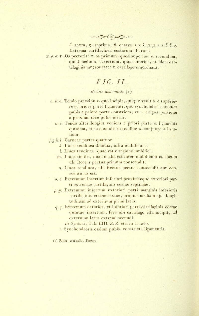 a. b. c. cl. e. f.g.h.i. L l. m. n. o. o. p. p. <i• </• r. g. sexta, y}. septima, 0. octava. /. x. ?u. et./i. r. r. £. £. o. Extrema cartilaginea costarum illarum. quod medium: cr. tertium, quod inferius, et idem car- tilaginis mucronatae: r. cartilago mucronata. II C. I I. Iicctus abdominis (i). Tendo praecipuus quo incipit, quique venit b. e superio- re et priore parte ligamenti, quo synchondrosis ossium pubis a priore parte constricta, et c. exigua portione a proximo osse pubis oritur. Tendo alter longius veniens e priori parte e. ligamenti ejusdem, et se cum altero tendine a. conjungens in Li- num. Carneae partes quatuor. Linea tendinea dimidia, infra umbilicum. Linea tendinea, quae est e regione umbilici. Linea similis, quae inedia est inter umbilicum et locum ubi Rectus pectus primum conscendit. Linea tendinea, ubi Rectus pectus conscendit aut con- scensurus est. Extremum insertum inferiori proximaeque exteriori par- ti extremae cartilaginis costae septimae. Extremum insertum exteriori parti marginis inferioris cartilaginis costae sextae, propius mediam ejus longi- tudinem ad externum primi latus. Extremum exteriori et inferiori parti cartilaginis costae quintae insertum, fere ubi cartilago illa incipit, ad externum latus extremi secundi. In Syntaxi, Tab. LI1I. Z. Z. etc. in trunco. Synchondrosis ossium pubis, constricta ligamentis.