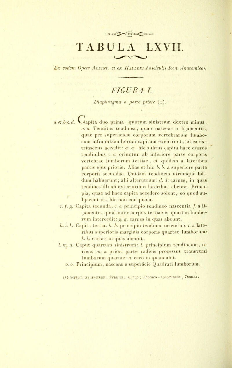 TABULA LXVIL Ex eodem Opere Albini, et ex Halleri Fasciculis Icon. Anatomiear. FIGURA I Diaphragma a parte priore (i). a.ce.b.c.d. Capita duo prima, quorum sinistrum dextro minus. a. a. Tenuitas tendinea, quae nascens e ligamentis, quae per superficiem corporum vertebrarum lumbo- rum infra ortum horum capitum excurrunt, ad ea ex- trinsecus accedit: ce. ce. hic subtus capita haec crassis tendinibus c. c. oriuntur ab inferiore parte corporis vertebrae lumborum tertiae , et quidem a lateribus partis ejus prioris. Alias et hic b. b. a superiore parte corporis secundae. Quidam tendinem utrumque bifi- dum habuerunt; alii alterutrum: d. d. carnes, in quas tendines illi ab exterioribus lateribus abeunt. Princi- pia, quae ad haec capita accedere solent, eo quod su- bjacent iis, hic non conspicua. e. f. g. Capita secunda, e. e. principio tendineo nascentia f. a li- gamento, quod inter corpus tertiae et quartae lumbo- rum intercedit: g. g. carnes in quas abeunt. h. i. k. Capita tertia: h. h. principio tendineo orientia i. i. a late- ribus superioris marginis corporis quartae lumborum: k. k. carnes in quas abeunt. I. m. n. Caput quartum sinistrum; /. principium tendineum, o- riens m. a priori parte radicis processus transversi lumborum quartae: n. caro in quam abit, o. o. Principium, nascens e superficie Quadrati lumborum. \