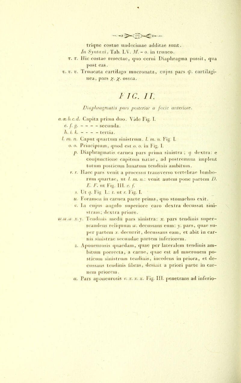 -t—-v2> trique costae undecimae additae sunt. In Syntaxi, Tab. LV. M. - o. in trunco. t. t. Hic costae resectae, quo cerni Diaphragma possit, qua post eas. v. v. v. Truncata cartilago mucronata, cujus pars <p. cartilagi- nea, pars x- x• ossea. 1 TC. IT. Diaphragmatis pars posterior a facie anteriore. a.oe.b.c.d. Capita prima duo. Vide Fig. I. e. f. g. — - - secunda. h. i. k. — - - tertia. I. ni. n. Caput quartum sinistrum. I. m. n. Fig I. o. o. Principium, quod est o. o. in Fig. I. p. Diaphragmatis carnea pars prima sinistra q dextra: e conjunctione capitum natae, ad postremum implent totum posticum lunatum tendinis ambitum. r. r. Haec pars venit a processu transverso vertebrae lumbo- rum quartae, ut l. ni. n.: venit autem pone partem D. E. F. ut Fig. III. e. f. s. Ut q. Fig I.: t. ut r. Fig. I. u. Foramen in carnea parte prima, quo stomachus exit, e. In cujus angulo superiore caro dextra decussat sini- stram; dextra priore. W.W.W.x.y. Tendinis medii pars sinistra: x. pars tendinis super- scandens reliquum w. decussans eum: j. pars, quae su- per partem x. decurrit, decussans eam, et abit in car- nis sinistrae secundae partem inferiorem, z. Aponeurosis quaedam, quae per lateralem tendinis am- bitum porrecta, a carne, quae est ad mucronem po- sticum sinistrum tendinis, incederis in priora, et de- cussans tendinis fibras, desinit a priori parte in car- nem priorem. a. Pars aponeurosis e. x. x. x. Fig. III. penetrans ad inferio-