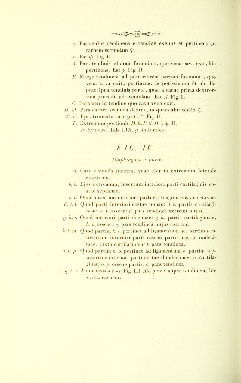 X- Fasciculus tendineus e tendine exeuns et pertinens ad carnem secundam eo. Est (f). Fig. IL A. Pars tendinis ad oram foraminis, quo vena cava exit, hic pertinens. Est %. Fig. II. B. Margo tendineus ad posteriorem partem foraminis, quo vena cava exit, pertinens. Is potissimum iit ab illa praecipua tendinis parte, quae a carne prima dextror- sum procedit ad secundam. Est A. Fig. II. C. Foramen in tendine quo cava vena exit. D. 1). Pars carnea secunda dextra, in quam abit tendo £. E. E. Ejus truncatus margo C. C. Fig. II. F. Extremum portionis D.E.F.G.IJ. Fig. II. In Syntaxi, Tab. LIX. /i. in lumbis. F1C, JF. Diaphragma a latere. a. Caro secunda sinistra, quae abit in extremum laterale sinistrum. h. b. Ejus extremum, insertum interiori parti cartilaginis co- stae septimae. c. c. Quod insertum interiori parti cartilaginis costae octavae. d. e. f. Quod parti interiori costae nonae: d. c. partis cartilagi- neae: e. f. osseae: d. pars tendinea extremi hujus. g. h. i. Quod interiori parti decimae: g. h. partis cartilagineae, h. i. osseae; g. pars tendinea hujus extremi. k. I. m. Quod partim k. L pertinet ad ligamentum w., partim l m. insertum interiori parti osseae partis costae undeci- mae, juxta cartilaginem: l. pars tendinea. n. o. p. Quod partim n. o. pertinet ad ligamentum c. partim o. p. insertum interiori parti costae duodecimae: o. cartila- ginis, o. p. osseae partis: o. pars tendinea. q. r. s. Aponeurosis p.-s. Fig. III. hic q.r.r.r. super tendinem, hic r.r.r.s. carnem.