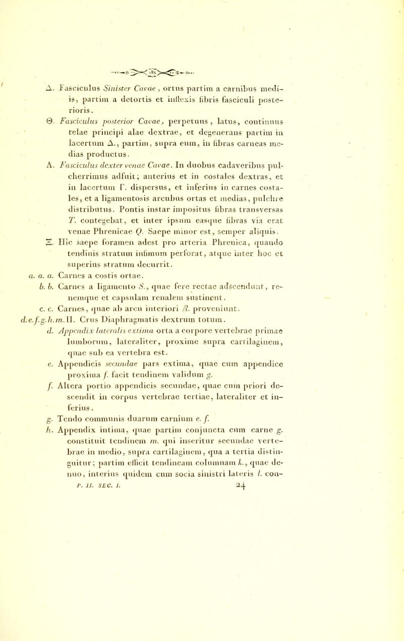 ■ ..0—0 A. Fasciculus Sinister Cavae, ortus partim a carnibus medi- is, partim a detortis et inflexis fibris fasciculi poste- rioris . 0. Fasciculus posterior Cavae, perpetuus, latus, continuus telae principi alae dextrae, et degenerans partim in lacertum A., partim, supra eum, in libras carneas me- dias productus. A. Fasciculus dexter venae Cavae. In duobus cadaveribus pul- cherrimus adfuit; anterius et in costales dextras, et in lacertum F. dispersus, et inferius in carnes costa- les, et a ligamentosis arcubus ortas et medias, pulchre distributus. Pontis instar impositus libras transversas T. contegebat, et inter ipsum easque fibras via erat venae Phrenicae Q. Saepe minor est, semper aliquis. 3- Ilie saepe foramen adest pro arteria Phrenica, quando tendinis stratum infimum perforat, atque inter hoc et superius stratum decurrit. a. a. a. Carnes a costis ortae. b. b. Carnes a ligamento A., quae fere rectae adseendimt, re- nemque et capsulam renalem sustinent. c. c. Carnes, quae ab arcu interiori R. proveniunt. d.e.fg.h.m. II. Crus Diaphragmatis dextrum totum. d. Appendix lateralis extima orta a corpore vertebrae primae lumborum, lateraliter, proxime supra cartilaginem, quae sub ea vertebra est. e. Appendicis secundae pars extima, quae cum appendice proxima/, facit tendinem validum g. f. Altera portio appendicis secundae, quae cum priori de- scendit in corpus vertebrae tertiae, lateraliter et in- ferius . g. Tendo communis duarum carnium e. f. h. Appendix intima, quae partim conjuncta cum carne g. constituit tendinem m. qui inseritur secundae verte- brae in medio, supra cartilaginem, qua a tertia distin- guitur; partim efficit tendineam columnam A., quae de- nuo, interius quidem cum socia sinistri lateris /. cou-