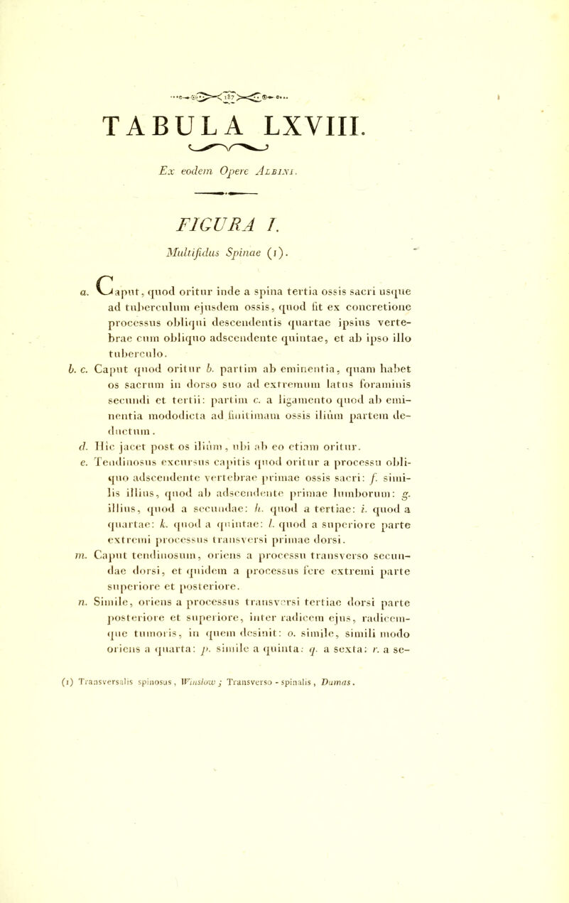 TABULA LXVIII. jErr eodem Opere Albini, FIGURA 7. Multifidas Spinae (j). a. C_><aput, quod oritur inde a spina tertia ossis sacri usque ad tuberculum ejusdem ossis, quod (it ex concretione processus obliqui descendentis quartae ipsius verte- brae cum obliquo adscendente quintae, et ab ipso illo tuberculo. b. c. Caput quod oritur b. partim ab eminentia, quam habet os sacrum in dorso suo ad extremum latus foraminis secundi et tertii: partim c. a ligamento quod ab emi- nentia mododicta ad finitimam ossis ilium partem de- ductum . d. Ilie jacet post os ilium, ubi ab eo etiam oritur. e. Tendinosus excursus capitis quod oritur a processu obli- quo adscendente vertebrae primae ossis sacri: f. simi- lis illius, quod ab adscendente primae lumborum: g. illius, quod a secundae: h. quod a tertiae: i, quod a quartae: k. quod a quintae: l. quod a superiore parte extremi processus transversi primae dorsi. m. Caput tendinosum, oriens a processu transverso secun- dae dorsi, et quidem a processus fere extremi parte superiore et posteriore. n. Simile, oriens a processus transversi tertiae dorsi parte posteriore et superiore, inter radicem ejus, radicem- que tumoris, in quem desinit: o. simile, simili modo oriens a quarta: p. simile a quinta, q. a sexta; r. a se- (1) Transversalis spinosus, Windows Transverso - spinalis, Damas.