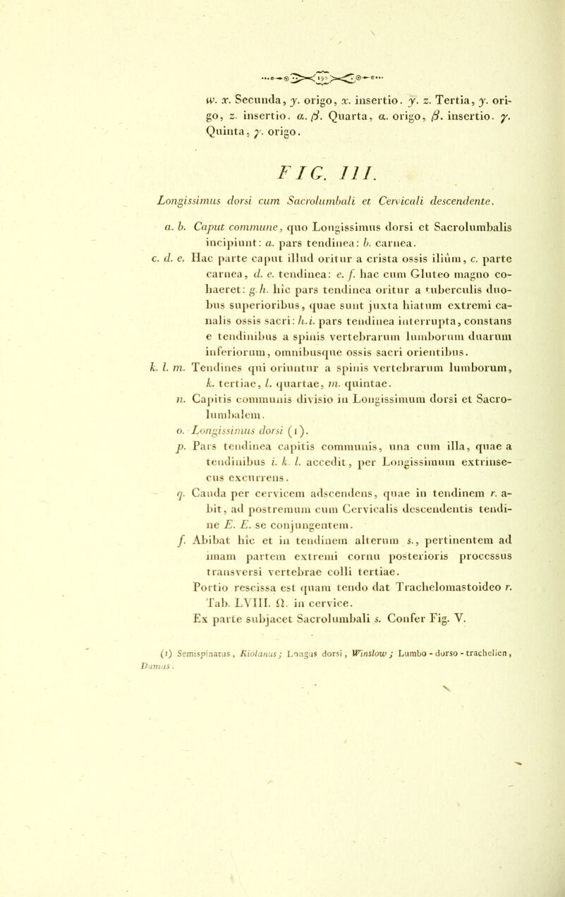 w. x. Secunda, y. origo, x. insertio, y. z. Tertia, y. ori- go, z. insertio, a. (j. Quarta, a. origo, (}, insertio, y. Quinta, y. origo. FIC. 111. Longissimus dorsi cum Sacrolumbali et Cervicali descendente. a. b. Caput commune, quo Longissimus dorsi et Sacrolumbalis incipiunt: a, pars tendinea: b. carnea, c. d. e. Hac parte caput illud oritur a crista ossis ilium, c. parte carnea, d. e. tendinea: e. /. hac cum Gluteo magno co- haeret: g.h. hic pars tendinea oritur a tuberculis duo- bus superioribus, quae sunt juxta hiatum extremi ca- nalis ossis sacri: h.i. pars tendinea interrupta, constans e tendinibus a spinis vertebrarum lumborum duarum inferiorum, omnibusque ossis sacri orientibus. k. I. m. Tendines qui oriuntur a spinis vertebrarum lumborum, k. tertiae, L. quartae, m. quintae. n. Capitis communis divisio in Longissimum dorsi et Sacro- lumbalem. o. Longissimus dorsi (i). p. Pars tendinea capitis communis, una cum illa, quae a tendinibus i. k. L accedit, per Longissimum extrinse- cus excurrens. q. Cauda per cervicem adscendens, quae in tendinem r. a- bit, ad postremum cum Cervicalis descendentis tendi- ne E. E. se conjungentem. /. Abibat hic et in tendinem alterum s., pertinentem ad imam partem extremi cornu posterioris processus transversi vertebrae colli tertiae. Portio rescissa est quam tendo dat Traclielomastoideo r. Tab. LVIII. H. in cervice. Ex parte subjacet Sacrolumbali s. Confer Fig. V. (i) Semispinatus , Riolanus j Longus dorsi, Winslow ; Lumbo - dorso - trachelien , D unias. • * X