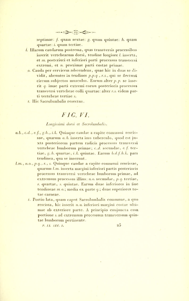 septimae: f. quam sextae: g. quam quintae: h. quam quartae: i. quam tertiae. L Illarum caudarum postrema, quas transversis processibus inserit vertebrarum dorsi, tendine longiore L inserta, et m. posteriori et inferiori parti processus transversi extremi, et n. proximae parti costae primae, o. Cauda per cervicem adscendens, quae hic in duas se di- vidit, abeuntes in tendines p.p.q , r.s., qui se flectunt circum subjectos musculos. Eorum alter p.p. se inse- rit q. imae parti extremi cornu posterioris processus transversi vertebrae colli quartae: alter r.s. eidem par- ti vertebrae tertiae 5. t. Hic Sacrolumbalis resectus. FIC. vi. Longissimi dorsi ct Sacrolumbalis. a.b., c.d., e.f.j g-b., i.k. Quinque caudae a capite communi rescis- sae, quarum a.b. inserta imo tuberculo, quod est ju- xta posteriorem partem radicis processus transversi vertebrae lumborum primae; c.cl. secundae, e. f. ter- tiae, g. h. quartae, i.k. quintae. Earum b.d.f.h.k. pars tendinea, qua se inserunt. l.m., n.o.,p.q., r., s. Quinque caudae a capite communi rescissae, quarum l.m. inserta margini inferiori partis posterioris processus transversi vertebrae lumborum primae, ad extremum processus illius: n.o. secundae, p.q. tertiae, r. quartae, 5. quintae. Earum duae inferiores in fine tendineae m 0.; media ex parte q.; duae superiores to- tae carneae. t. Portio lata, quam caput Sacrolumbalis commune, a quo rescissa, hic inserit u.u. inferiori margini costae ulti- mae ab exteriore parte. A principio conjuncta cum portione 5. ad extremum processum transversum quin- tae lumborum pertinente. 2.5