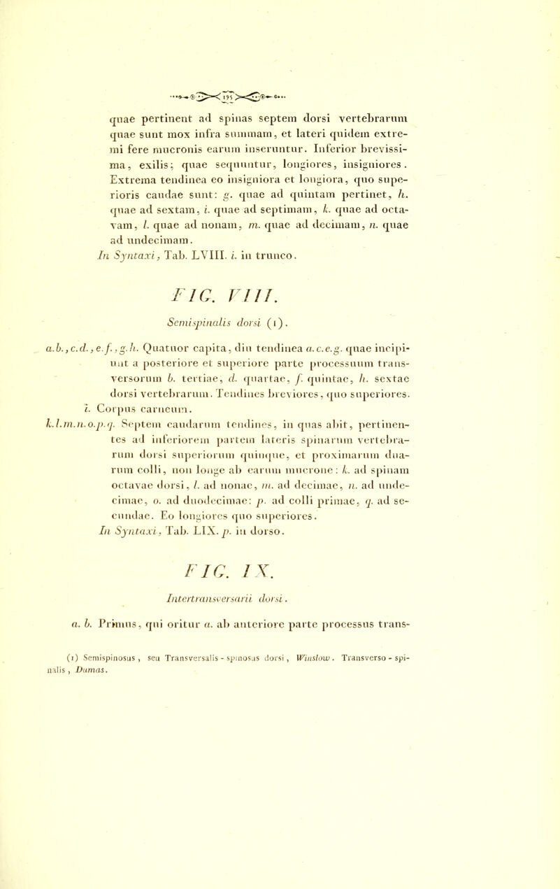 quae pertinent ad spinas septeni dorsi vertebrarum tpiae sunt mox infra summam, et lateri quidem extre- mi fere mucronis earum inseruntur. Inferior brevissi- ma, exilis; quae sequuntur, longiores, insigniores. Extrema tendinea eo insigniora et longiora, quo supe- rioris caudae sunt: g. quae ad quintam pertinet, h. quae ad sextam, i. quae ad septimam, k. quae ad octa- vam, /. quae ad nonam, m. quae ad decimani, n. quae ad undecimam. In Syntaxi, Tab. LVIII. i. in trunco. FIC. VIII. Semispinalis clorsi (i). a.b. ,c.d. ,e.f., g.h. Quatuor capita, diu tendinea a.c.e.g. quae incipi- unt a posteriore et superiore parte processuum trans- versorum b. tertiae, d. quartae, f. quintae, h. sextae dorsi vertebrarum. Tendines breviores, quo superiores. i. Corpus carneum. Ll.m.n.o.p.q. Septem caudarum tendines, in quas abit, pertinen- tes ad inferiorem partem lateris spinarum vertebra- rum dorsi superiorum quinque, et proximarum dua- rum colli, non longe ab earum mucrone: k. ad spinam octavae dorsi, /. ad nonae, m. ad decimae, n. ad unde- cimae, o. ad duodecimae: p. ad colli primae, q. ad se- cundae. Eo longiores quo superiores. In Syntaxi, Tab. LIX.p. in dorso. FIC. IX. Intertransversarii dorsi. a. b. Primus, qui oritur a. ab anteriore parte processus trans- (i) Semispinosus , seu Transversalis - spinosus dorsi, Winslow . Transverso - spi- nalis , Dumas.