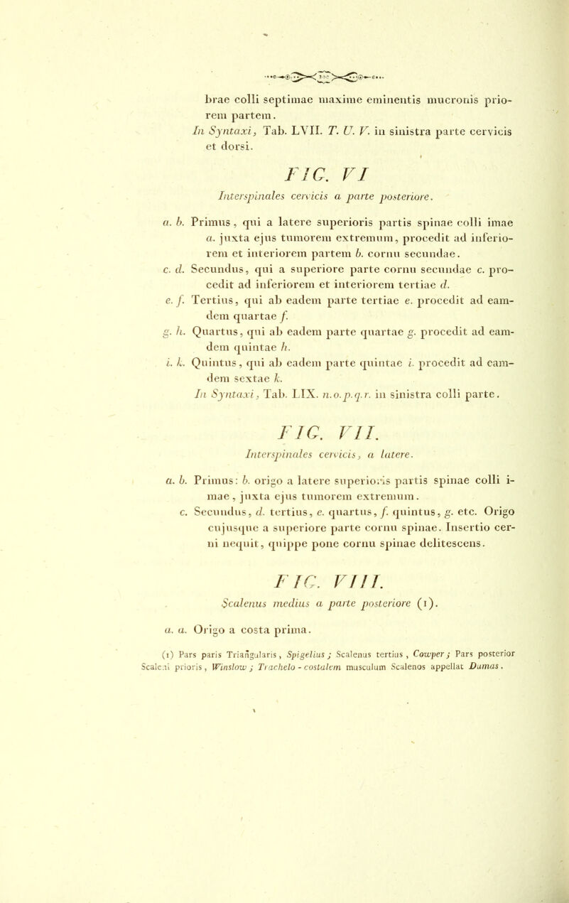 bi 'ae colli septimae maxime eminentis mucronis prio- rem partem. In Syntaxi, Tab. LVII. T. U. V. in sinistra parte cervicis et dorsi. « FIC. VI Interspinales cervicis a parte posteriore. a. b. Primus , qui a latere superioris partis spinae colli imae a. juxta ejus tumorem extremum, procedit ad inferio- rem et interiorem partem b. cornu secundae. c. cl. Secundus, qui a superiore parte cornu secundae c. pro- cedit ad inferiorem et interiorem tertiae cl. e. f. Tertius, qui ab eadem parte tertiae e. procedit ad e a ru- dem quartae f. g. h. Quartus, qui ab eadem parte quartae g. procedit ad eam- dem quintae h. i. L Quintus, qui ab eadem parte quintae i. procedit ad eam- dem sextae k. In Syntaxi, Tab. LIX. n.o.p.q.r. in sinistra colli parte. FIC. VII. Interspinales cervicis, a latere. a. b. Primus: b. origo a latere superioris partis spinae colli i- mae , juxta ejus tumorem extremum, c. Secundus, d. tertius, e. quartus,/, quintus, g. etc. Origo cujusque a superiore parte cornu spinae. Insertio cer- ni nequit, quippe pone cornu spinae delitescens. FIC. VIII. Scalenus medius a parte posteriore (i). a. a. Origo a costa prima. (i) Pars paris Triangularis, Spigelius ; Scalenus tertius , Cowper j Pars posterior Scale.ri prioris , Winslow ; Trachelo - costalem musculum Scalenos appellat Dumas . \