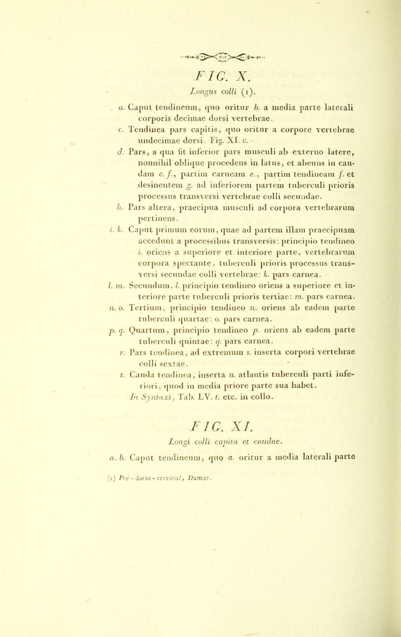 . a. Caput tendineum, cpio oritur b. a media parte laterali corporis decimae dorsi vertebrae. c. Tendinea pars capitis, quo oritur a corpore vertebrae undecimae dorsi. Fig. XI. c. - d. Pars, a qua (it inferior pars musculi ab externo latere, nonnihil oblique procedens in latus, et abeuns in cau- dam e./., partim carneam e., partim tendineam /. et desinentem g. ad inferiorem partem tuberculi prioris processus transversi vertebrae colli secundae. h. Pars altera, praecipua musculi ad corpora vertebrarum pertinens. i. k. Caput primum eorum, quae ad partem illam praecipuam accedunt a processibus transversis: principio tendineo i. oriens a superiore et interiore parte, vertebrarum corpora spectante, tuberculi prioris processus trans- versi secundae colli vertebrae: k. pars carnea. /. m. Secundum, l. principio tendineo oriens a superiore et in- teriore parte tuberculi prioris tertiae: m. pars carnea. 11. o. Tertium, principio tendineo n. oriens ab eadem parte tuberculi quartae: o. pars carnea. p. q. Quartum, principio tendineo p. oriens ab eadem parte tuberculi quintae: q. pars carnea. r. Pars tendinea, ad extremum 5. inserta corpori vertebrae colli sextae. t. Cauda tendinea, inserta u. atlantis tuberculi parti infe- riori, quod in media priore parte sua habet. In Syntaxi, Tab. LY. t. etc. in cgIIo. FIG. XI. Loii^i colli caoita et caudae. C 1 a. b. Caput tendineum, quo a. oritur a media laterali parte (i) Pre - dorso - cervical, D urnas.