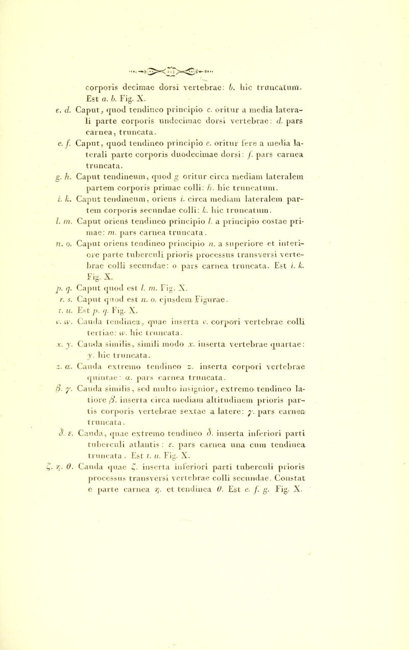 corporis decimae dorsi vertebrae: k. hic truncatum. Est a. b. Fig. X. c. d. Caput } quod tendineo principio c. oritur a media latera- li parte corporis undecimae dorsi vertebrae: d. pars carnea, truncata. e. /. Caput, quod tendineo principio e. oritur fere a media la- terali parte corporis duodecimae dorsi: f. pars carnea truncata. g. h. Caput tendineum, quod g oritur circa mediam lateralem partem corporis primae colli: h. hic truncatum. i. k. Caput tendineum, oriens i. circa mediam lateralem par- tem corporis secundae colli: k. hic truncatum. I. m. Caput oriens tendineo principio l. a principio costae pri- mae: m. pars carnea truncata. n. o. Caput oriens tendineo principio n. a superiore et interi- ore parte tuberculi prioris processus transversi verte- brae colli secundae: o pars carnea truncata. Est i. k. Fig.. X. p. q. Caput quoti est /. m. Fig. X. r. s. Caput quod est n. o. ejusdem Figurae.. f. u. Est p. q. Fig. X. v. w. Cauda tendinea, fpiae inserta v. corpori vertebrae colli tertiae: w. hic truncata. x. y. Caivda similis, simili modo x. inserta vertebrae quartae: y. hic truncata. z. a. Cauda extremo tendineo z. inserta corpori vertebrae quintae: a. pars carnea truncata. S. y. Cauda similis, sed multo insignior, extremo tendineo la- tiore [d. inserta circa mediam altitudinem prioris par- tis corporis vertebrae sextae a latere: y. pars carnea truncata. J, £. Cauda, quae extremo tendineo S. inserta inferiori parti tuberculi atlantis : £. pars carnea una cum tendinea truncata . Est t. u. Fig. X. cJ g. rg 0. Cauda quae g. inserta inferiori parti tuberculi prioris processus transversi vertebrae colli secundae. Constat