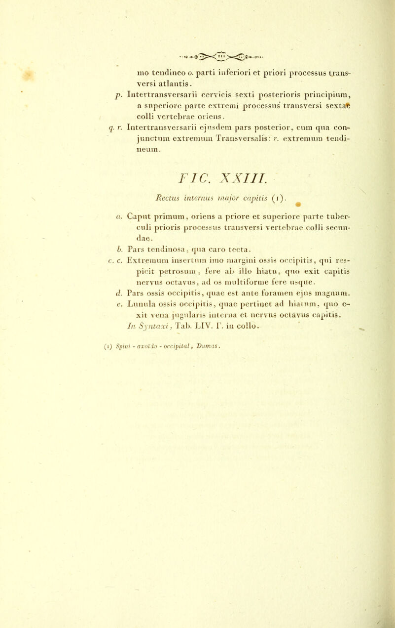 mo tendineo o. parti inferiori et priori processus trans- versi atlantis. р. Intertransversarii cervicis sexti posterioris principium, a superiore parte extremi processus transversi sextae colli vertebrae oriens. q. r. Intertransversarii ejusdem pars posterior, cum qua con- junctum extremum Transversalis: r. extremum tendi- neum . FIC. XXTIT. Rectus internus major capitis (j). a. Caput primum, oriens a priore et superiore parte tuber- culi prioris processus transversi vertebrae colli secun- dae. b. Pars tendinosa, qua caro tecta. c. c. Extremum insertum imo margini ossis occipitis, qui res- picit petrosum, fere ab illo hiatu, quo exit capitis nervus octavus, ad os multiforme fere usque. d. Pars ossis occipitis, quae est ante foramen ejus magnum. с. Lunula ossis occipitis, quae pertinet ad hiatum, quo e- xit vena jugularis interna et nervus octavus capitis. In Syntaxi) Tab. LIV. T. in collo.