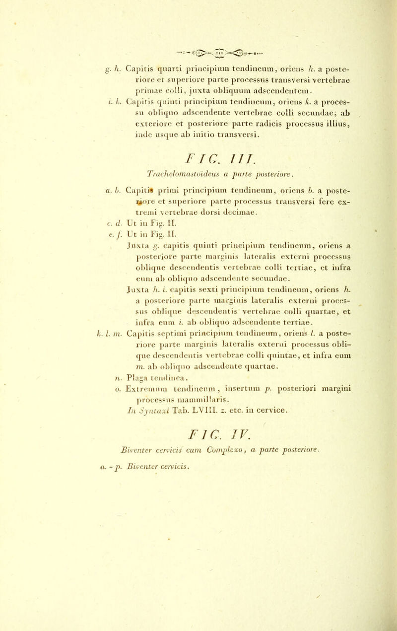 • ••s —•®(7S g. h. Capitis quarti principium tendineum, oriens h. a poste- riore et superiore parte processus transversi vertebrae primae colli, juxta obliquum adscendentem. i. k. Capitis quinti principium tendineum, oriens k. a proces- su obliquo adscendente vertebrae colli secundae; ab exteriore et posteriore parte radicis processus illius, inde usque ab initio transversi. FIC. III. Trachelomastoideus a parte posteriore. a. b. Capitis primi principium tendineum, oriens b. a poste- riore et superiore parte processus transversi fere ex- tremi vertebrae dorsi decimae. c. d. Ut in Fig. II. e. j. Ut in Fig. II. Juxta g. capitis quinti principium tendineum, oriens a posteriore parte marginis lateralis externi processus oblique descendentis vertebrae colli tertiae, et infra eum ab obliquo adscendente secundae. juxta h. i. capitis sexti principium tendineum, oriens h. a posteriore parte marginis lateralis externi proces- sus oblique descendentis vertebrae colli quartae, et infra eum i. ab obliquo adscendente tertiae. k. L. m. Capitis septimi principium tendineum, oriens /. a poste- riore parte marginis lateralis externi processus obli- que descendentis vertebrae colli quintae, et infra eum m. ab obliquo adscendente quartae. n. Plaga tendinea. o. Extremum tendineum , insertum p. posteriori margini processus mammillaris. In Syntaxi Tab. LVIII. z. etc. in cervice. FIC. IV. Biventer cervicis cum Complexo, a parte posteriore, a. - p. Biventer cervicis. /