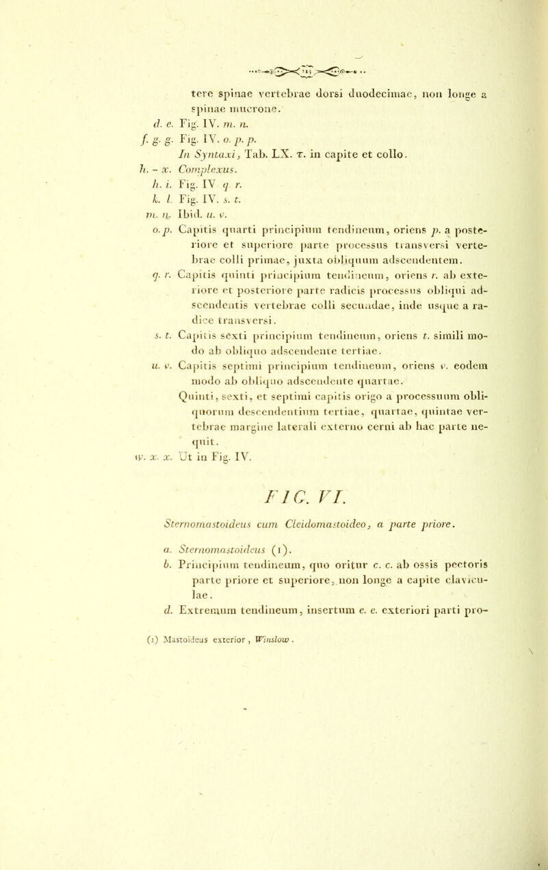 tere spinae vertebrae dorsi duodecimae, non longe a spinae mucrone. d. e. Fig. IV. m. n. f g- g' Fjg- IV. o. p. p. In Syntaxi, Tab. LX. t. in capite et collo. h. - x. Complexus. h. i. Fig. IV q r. L l. Fig. IV. 5. t. m. n. Ibid. u. e. o.p. Capitis quarti principium tendineum, oriens p. a poste- riore et superiore parte processus transversi verte- brae colli primae, juxta obliquum adscendentem. q. r. Capitis quinti principium tendineum, oriens r. ab exte- riore et posteriore parte radicis processus obliqui ad- scendentis vertebrae colli secundae, inde usque a ra- dice transversi. 5. t. Capitis sexti principium tendineum, oriens t. simili mo- do ab obliquo adscendente tertiae. u. v. Capitis septimi principium tendineum, oriens e. eodem modo ab obliquo adscendente quartae. Quinti, sexti, et septimi capitis origo a processuum obli- quorum descendentium tertiae, quartae, quintae ver- tebrae margine laterali externo cerni ab hac parte ne- quit. w. x. x. Ut in Fig. IV. FIO. VI. Sternomastoideus cum Cleidomastoideo, a parte priore. a. Sternomastoideus (i). b. Principium tendineum, quo oritur c. c. ab ossis pectoris parte priore et superiore, non longe a capite clavicu- lae . d. Extremum tendineum, insertum e. e. exteriori parti pro-