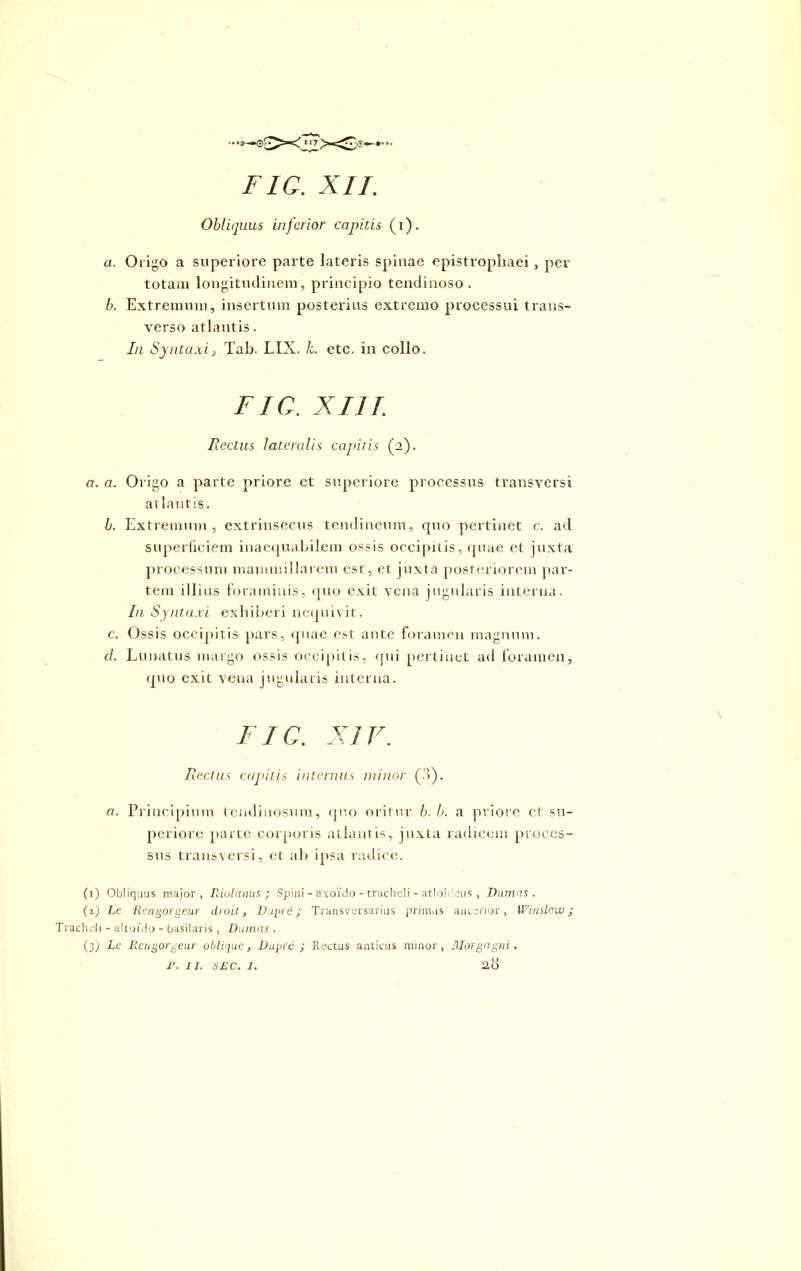 FIC. XII. Obliquus inferior capitis (i). a. Origo a superiore parte lateris spinae epistropliaei , per totam longitudinem, principio tendinoso . b. Extremum, insertum posterius extremo processui trans- verso atlantis. In Syntaxij Tab. LIX. /c. etc. in collo. FIC. XIII. Rectus lateralis capitis (2). a. a. Origo a parte priore et superiore processus transversi atlantis. b. Extremum , extrinsecus tendineum, quo pertinet c. ad superficiem inaequabilem ossis occipitis, quae et juxta processum mammillarem est, et juxta posteriorem par- tem illius foraminis, quo exit vena jugularis interna. In Syntaxi exhiberi nequivit. c. Ossis occipitis pars, quae est ante foramen magnum. cl. Lunatus margo ossis occipitis, qui pertinet ad foramen, quo exit vena jugularis interna. FIC. XIV. Rectus capitis internus minor (3). a. Principium tendinosura, quo oritur b. b. a priore et su- periore parte corporis atlantis, juxta radicem proces- sus transversi, et ab ipsa radice. (1) Obliquus major, Riolanus ; Spini - axoido - tracheli - atloideus , Damas. (i) Le Rengorgeur droit, Dupre j Transversarius primus anterior, Winsloiv; Tracheli - altofdo - basilaris , Damas . (3) Le Rengorgeur oblique, Dupre ; Rectus anticus minor, Morgagni. 28 r. 11. sec. 1.