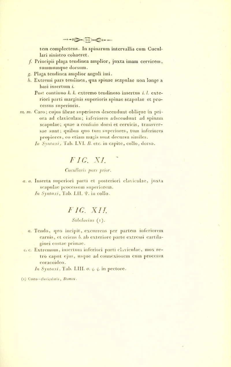 lari sinistro cohaeret. /. Principii plaga tendinea amplior, juxta imam cervicem, summumque dorsum. g. Plaga tendinea amplior anguli imi. h. Extremi pars tendinea, qua spinae scapulae non longe a basi insertum L Post continuo k. k. extremo tendinoso insertus i. I. exte- riori parti marginis superioris spinae scapulae et pro- cessus superioris. m. m. Caro; cujus fibrae superiores descendunt oblique in pri- ora ad claviculam; inferiores adscendunt ad spinam scapulae; quae a confinio dorsi et cervicis, transver- sae sunt; quibus quo tum superiores, tum inferiores propiores, eo etiam magis sunt decursu similes. In Syntaxi, Tab. LYI. B. ete. in capite, collo, dorso. FIC. XI. ' Cucullaris pars prior. a. a. Inserta superiori parti et posteriori claviculae, juxta scapulae processum superiorem. In Syntaxi, Tab. LII. T. in collo. F i C. XII Subclavius (i). a. Tendo, quo incipit, excurrens per partem inferiorem carnis, et oriens b. ab exteriore parte extremi cartila- ginei costae primae. c. c. Extremum, insertum inferiori parti claviculae, mox re- tro caput ejus, usque ad connexionem cum processu coracoideo. In Syntaxi, Tab. LIII. cr. g. g. in pectore. (i) Costo - clavicularis , Dumus.