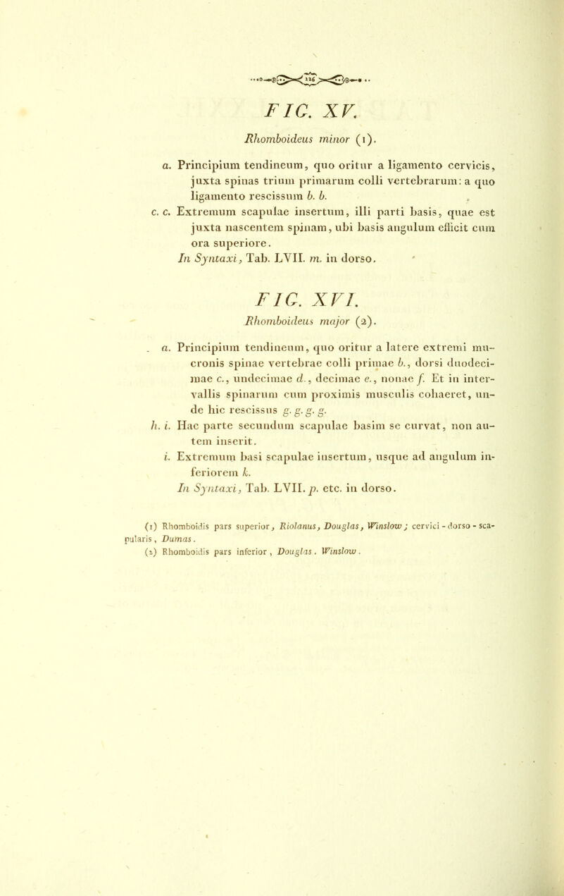 ®sx 116 Xd®« FIO. XV. Rhomboideus minor (i). a. Principium tendineum, quo oritur a ligamento cervicis, juxta spinas trium primarum colli vertebrarum: a quo ligamento rescissum b. b. c. c. Extremum scapulae insertum, illi parti basis, quae est juxta nascentem spinam, ubi basis angulum eliicit cum ora superiore. In Syntaxi, Tab. EVII. m. in dorso. F1Q. XVI. Rhomboideus major (2). . a. Principium tendineum, quo oritur a latere extremi mu- eronis spinae vertebrae colli primae b., dorsi duodeci- mae c., undecimae d., decimae e., nonae/. Et in inter- vallis spinarum cum proximis musculis cohaeret, un- de hic rescissus g. g. g. g. h. i. Hac parte secundum scapulae basim se curvat, non au- tem inserit. i. Extremum basi scapulae insertum, usque ad angulum in- feriorem k. In Syntaxi, Tab. LYII.p. etc. in dorso. (1) Rhomboidis pars superior, Riolanus, Douglas, Winslow; cervici - dorso - sca- pularis , Fumas. (i) Rhomboidis pars inferior, Douglas. Winslow.