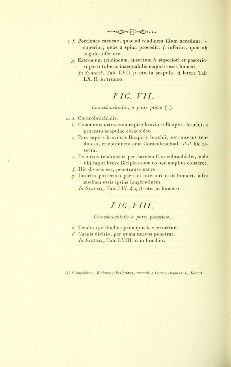 e. f. Portiones carneae, quae ad tendinem illum accedunt: e. superior, quae a spina procedit: f. inferior, quae ab angulo inferiore. g. Extremum tendineum, insertum h. superiori et posterio- ri parti tuberis inaequabilis majoris ossis humeri. In Syntaxi, Tab. LVII. (x. etc. in scapula. A latere Tab. lx. n. in trunco. fic. vir. Coracobrachialis, a parte priore (i). a. a. Coracobrachialis. b. Communis ortus cum capite breviore Bicipitis brachii, a processu scapulae coracoideo. c. Pars capitis brevioris Bicipitis brachii, extrinsecus ten- dinosa, et conjuncta cum Coracobrachiali: d. d. hic re- secta. e. Excursus tendinosus per carnem Coracobrachialis, inde ubi caput breve Bicipitis cum eo non amplius cohaeret. /. Hic divisus est, penetrante nervo. g. Insertio posteriori parti et interiori ossis humeri, infra mediam ossis ipsius longitudinem. In Syntaxi, Tab. LIV. Z.vj.ft. etc. in humero. \ fig. VIII. Coracobrachialis a parte posteriore. a. Tendo, qui duobus principiis b. c. exoritur. d. Carnis divisio, per quam nervus penetrat. In Syntaxi, Tab. LVIII. v. in brachio.