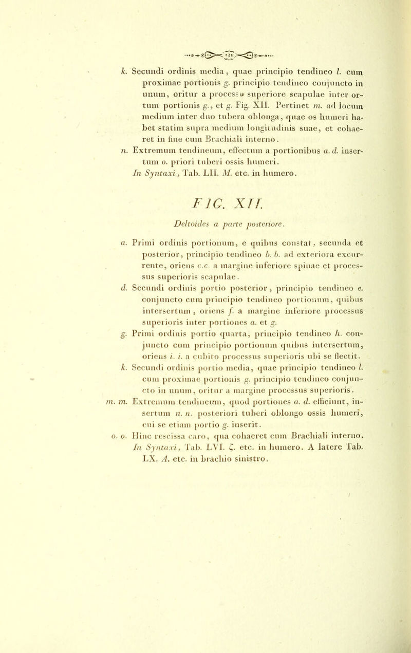 ...a, k. Secundi ordinis media , quae principio tendineo /. cum proximae portionis g. principio tendineo conjuncto in unum, oritur a processu superiore scapulae inter or- tum portionis g., et g. Fig. XII. Pertinet m. ad iocuin medium inter duo tubera oblonga, quae os humeri ha- bet statim supra medium longitudinis suae, et cohae- ret in line cum Brachiali interno. /i. Extremum tendineum, effectum a portionibus a. d. inser- tum o. priori tuberi ossis humeri. In Syntaxi, Tab. LII. M. etc. in humero. F1C. XI1. Dcltoides a parte posteriore. a. Primi ordinis portionum, e quibus constat, secunda et posterior, principio tendineo b. b. ad exteriora excur- rente, oriens c.c a margine inferiore spinae et proces- sus superioris scapulae. d. Secundi ordinis portio posterior, principio tendineo e. conjuncto cum principio tendineo portionum, quibus intersertum , oriens /. a margine inferiore processus superioris inter portiones a. et g. g. Primi ordinis portio quarta, principio tendineo h. con- juncto cum principio portionum quibus intersertum, oriens i. i. a cubito processus superioris ubi se flectit. k. Secundi ordinis portio media, quae principio tendineo /. cum proximae portionis g. principio tendineo conjun- cto in unum, oritur a margine processus superioris. m. m. Extremum tendineum, quod portiones a. d. efficiunt, in- sertum 11, n. posteriori tuberi oblongo ossis humeri, cui se etiam portio g. inserit. o. o. Hinc rescissa caro, qua cohaeret cum Brachiali interno. In Syntaxi, Tab. LVI. £. etc. in humero. A latere Tab. LX. A. etc. in brachio sinistro.