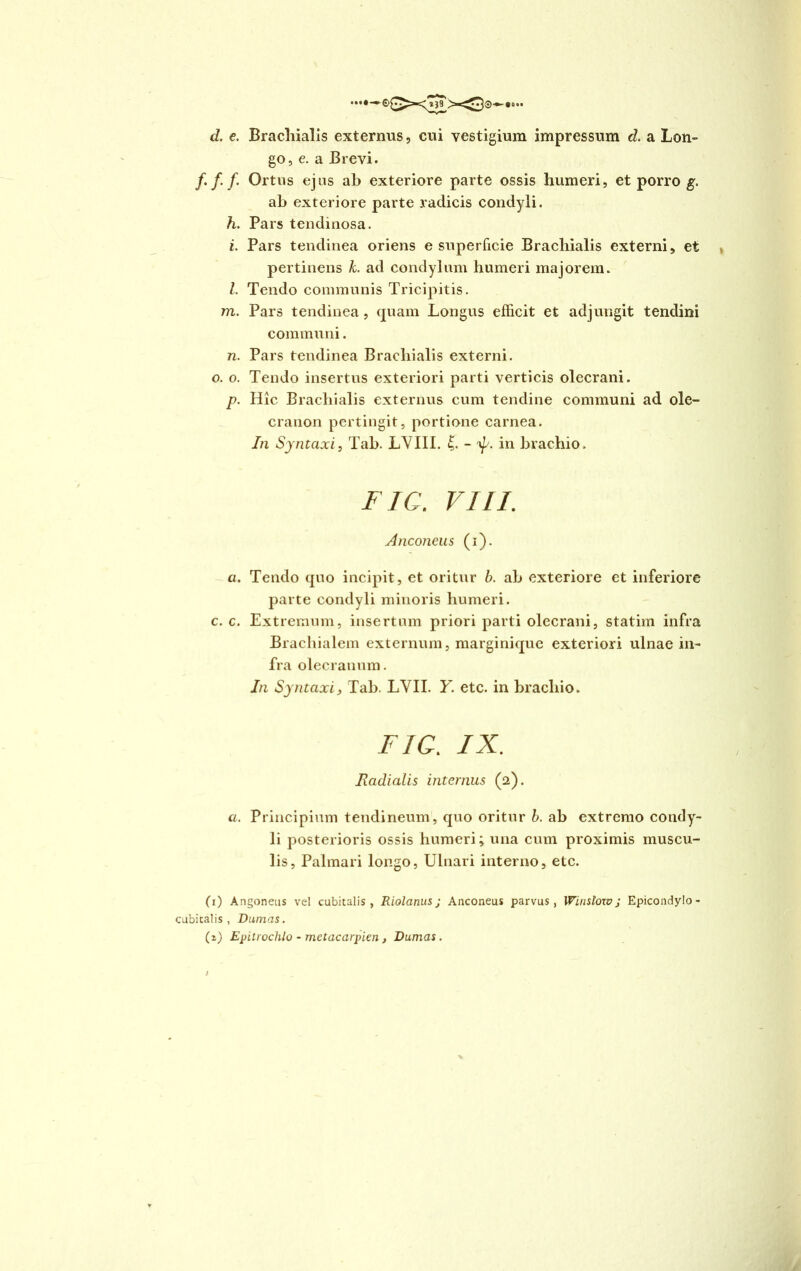 ...#-»£> d. e. Brachialis externus, cui vestigium impressum d. a Lon- go, e. a Brevi. Ortus ejus ab exteriore parte ossis humeri, et porro g. ab exteriore parte radicis condyli. h. Pars tendinosa. i. Pars tendinea oriens e superficie Brachialis externi, et * pertinens k. ad condylum humeri majorem. Z. Tendo communis Tricipitis. m. Pars tendinea, quam Longus efficit et adjungit tendini communi. 72. Pars tendinea Brachialis externi. o. o. Tendo insertus exteriori parti verticis olecrani. p. Hic Brachialis externus cum tendine communi ad ole- cranon pertingit, portione carnea. In Syntaxi, Tab. LVIII. £. - in brachio. FIC. VIII. Anconeus (i). a. Tendo quo incipit, et oritur b. ab exteriore et inferiore parte condyli minoris humeri. c. c. Extremum, insertum priori parti olecrani, statiin infra Brachialem externum, marginique exteriori ulnae in- fra olecranum. In Syntaxi, Tab. LVII. Y. etc. in brachio. FIC. IX. Radialis internus (a). a. Principium tendineum, quo oritur b. ab extremo condy- li posterioris ossis humeri; una cum proximis muscu- lis, Palmari longo, Ulnari interno, etc. (i) Angoneus vel cubitalis, Riolanus; Anconeus parvus, Wiuslow j Epicondylo - cubitalis, Damas. (z) Epitrochlo - metacarpien , Dumas. I