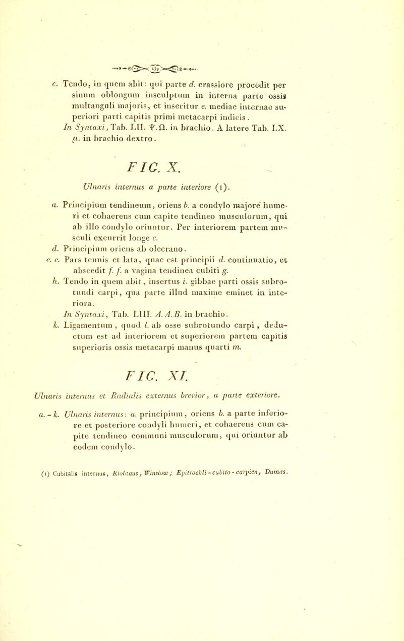 c. Tendo, in quem abit: qui parte d. crassiore procedit per sinum oblongum insculptum in interna parte ossis multanguli majoris, et inseritur e. mediae internae su- periori parti capitis primi metacarpi indicis . In Syntaxi, Tab. LII. L.Cl. in brachio. A latere Tab. LX. p. in brachio dextro. FIC. X. Ulnaris internus a parte interiore (i). a. Principium tendineum, oriens b. a condylo majore hume- ri et cohaerens cum capite tendineo musculorum, qui ab illo condylo oriuntur. Per interiorem partem mu- sculi excurrit lon^e c. d. Principium oriens ab olecrano. e. e. Pars tenuis et lata, quae est principii d. continuatio, et abscedit /. /. a vagina tendinea cubiti g. k. Tendo in quem abit, insertus i. gibbae parti ossis subro- tundi carpi, qua parte illud maxime eminet in inte- riora. In Syntaxi, Tab. L1II. A.A.B. in brachio. L Ligamentum , quod l. ab osse subrotundo carpi , dedu- ctum est ad interiorem et superiorem partem capitis superioris ossis metacarpi manus quarti m. FIC. XI. Ulnaris internus et Radialis externus brevior, a, parte exteriore. a. - k. Ulnaris internus: a. principium, oriens b. a parte inferio- re et posteriore condyli humeri, et cohaerens cum ca- pite tendineo communi musculorum, qui oriuntur ab eodem condylo. (i) Cubital i* internus, Riolcinus , Winslow j Epitvochli - cubito - carpien, Dumas.