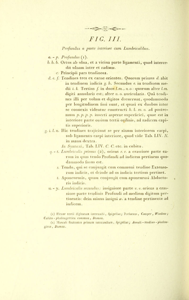 Profundus a parte interiore cum Lumbricalibus. a. - p. Profundus (i). b. b. b. Ortus ab ulna, et a vicina parte ligamenti, quod interce- dit ulnam inter et radium. c. Principii pars teudinosa. d. e. f. Tendines tres ex carne orientes. Quorum primus d. abit in tendinem indicis <?. h. Secundus e. in tendinem me- dii i. k. Tertius /. in duos l.m., n.o.: quorum alter l.m. digiti annularis est; alter n. o. auricularis. Qua tendi- nes illi per volam et digitos decurrunt, quodammodo per longitudinem fissi sunt, et quasi ex duobus inter se connexis videntur constructi h. k. m. o. ad postre- mum p. p. p. p. inserti asperae superficiei, quae est in interiore parte ossium tertii ordinis, ad radicem capi- tis superioris. g. i. I. n. Hic tendines trajiciunt se per sinum interiorem carpi, sub ligamento carpi interiore, quod vide Tab. L1V. N. in manu dextra. In Syntcixi, Tab. L1V. C. C. etc. in cubito. >i. - t. Lumbricalis primus (2), oriens r. r. a crassiore parte ea- rum in quas tendo Profundi ad indicem pertinens quo- dammodo fissus est. s. Tendo, qui se conjungit cum communi tendine Extenso- rum indicis, et deinde ad os indicis tertium pertinet. t. Aponeurosis, quam conjungit cum aponeurosi Abducto- ris indicis. u. - y. Lumbricalis secundus; insigniore parte c. v. oriens a cras- siore parte tendinis Profundi ad medium digitum per- tinentis: dein minus insigni w. a tendine pertinente ad indicem. (1) Flexor tertii digitorum internodii, Spigelius; Perforans, Cowper, Winslow ; Cubito - phalangettien commun , Dumas. (z) Musculi flectentes primum internodium, Spigelius; Anriuli - teridino - phalan- giens , Dumas.