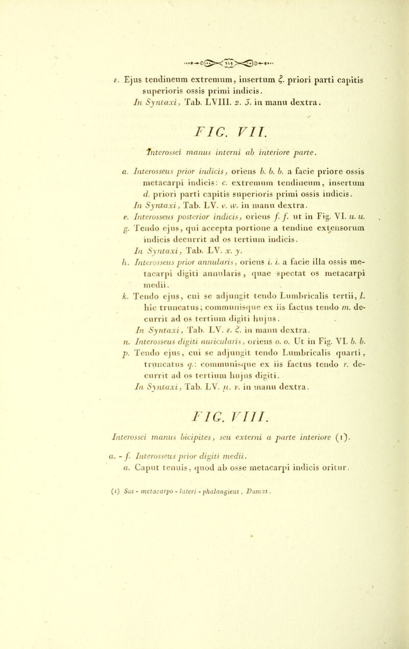 ...—eGX: e. Ejus tendineum extremum, insertum £. priori parti capitis superioris ossis primi indicis. In Syntaxi, Tab. LVIII. 2. 5. in manu dextra. 1 S FIG. VII. Interossei manus interni ab interiore parte. a. Interosseus prior indicis, oriens b. b. b. a facie priore ossis metacarpi indicis: c. extremum tendineum, insertum d. priori parti capitis superioris primi ossis indicis. In Syntaxi, Tab. LY. v. w. in manu dextra. e. Interosseus posterior indicis, oriens f. f. ut in Fig. YI. u.u. g. Tendo ejus, qui accepta portione a tendine extensorum indicis decurrit ad os tertium indicis. In Syntaxi, Tab. LV. x. y. /l. Interosseus prior annularis, oriens i. i. a facie illa ossis me- tacarpi digiti annularis , quae spectat os metacarpi medii. k. Tendo ejus, cui se adjungit tendo Lumbricalis tertii,/, liic truncatus; communisque ex iis factus tendo m. de- currit ad os tertium digiti hujus. In Syntaxi, Tab. LV. e. 'd. in manu dextra. 7i. Interosseus digiti auricularis, oriens o. o. Ut in Fig. VI. b. b. p. Tendo ejus, cui se adjungit tendo Lumbricalis quarti, truncatus q.: communisque ex iis factus tendo r. de- currit ad os tertium hujus digiti. In Syntaxi, Tab. LY. fj.. v. in manu dextra. FIG. VIII. Interossei manus bicipites, seu externi a parte interiore (1). a. - f. Interosseus prior digiti medii. a. Caput tenuis, quod ab osse metacarpi indicis oritur.