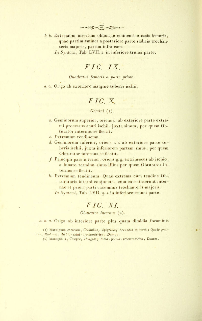 b. b. Extremum insertum oblongae eminentiae ossis femoris, quae partim eminet a posteriore parte radicis trochan- teris majoris 5 partim infra eam. In Syntaxi, Tab LVII. z. in inferiore trunci parte. FIG. IX. Quadratus femoris a parte priore, a. a. Origo ab exteriore margine tuberis ischii. FIG. X. Gemini (i). a. Geminorum superior, oriens b. ab exteriore parte extre- mi processus acuti ischii, juxta sinum, per quem Ob- turator internus se flectit. c. Extremum tendineum. d. Geminorum inferior, oriens e. e. ab exteriore parte tu- beris ischii, juxta inferiorem partem sinus, per quem Obturator internus se flectit. /. Principii pars interior, oriens g. g. extrinsecus ab iscliio, a lunato termino sinus illius per quem Obturator in- ternus se flectit. h. Extremum tendineum. Quae extrema cum tendine Ob- turatoris interni conjuncta, cum eo se inserunt inter- nae et priori parti cacuminis trochanteris majoris. In Syntaxi, Tab. LVII. q. s. in inferiore trunci parte. FIG. XI Obturator internus (2). a. a. a. Origo ab interiore parte plus quam dimidia foraminis (1) Marsupium carneum , Columbus, Spigelius; Secundus et tertius Quadrigemi- nus , Riolnnusj Ischio - spini - troclianterien, Dumas . (2) Marsupialis , Cowper, Douglas ; Intra - pelvio - troclianterien} Dumas .