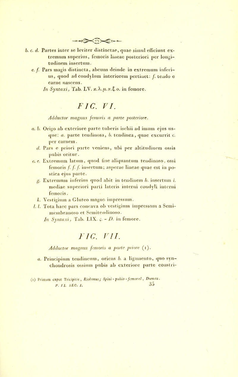 b. c. d. Partes inter se leviter distinctae, qnae simul efficiunt ex- tremum superius, femoris lineae posteriori per longi- tudinem insertum. e./. Pars magis distincta, abeuns deinde in extremum inferi- us, quod ad condylum interiorem pertinet: f. tendo e carne nascens. In Syntaxi, Tab. LY. x.h.p.v.Z.o. in femore. FIC. VI. Adductor magnus femoris a parte posteriore. a. b. Origo ab exteriore parte tuberis ischii ad imum ejus us- que: a. parte tendinosa, b. tendinea, quae excurrit c. per carnem. d. Pars e priori parte veniens, ubi per altitudinem ossis pubis oritur. e. c. Extremum latum, quod fine aliquantum tendinoso, ossi femoris /•/•/• insertum; asperae lineae quae est in po- stica ejus parte. g. Extremum inferius quod abit in tendinem li. insertum i. mediae superiori parti lateris interni condyli interni femoris. k. Vestigium a Gluteo magno impressum. I. I. Tota haec pars concava ob vestigium impressum a Semi- membranoso et Semitendinoso. In Syntaxi, Tab. LIX. g. - D. in femore. I IC. VII. Adductor magnus femoris a parte priore (i). a. Principium tendineum, oriens b. a ligamento, quo syn- chondrosis ossium pubis ab exteriore parte constri- (i) Primum caput Tricipitis, Riolanusj Spini - pubio - femoral, Vumas.