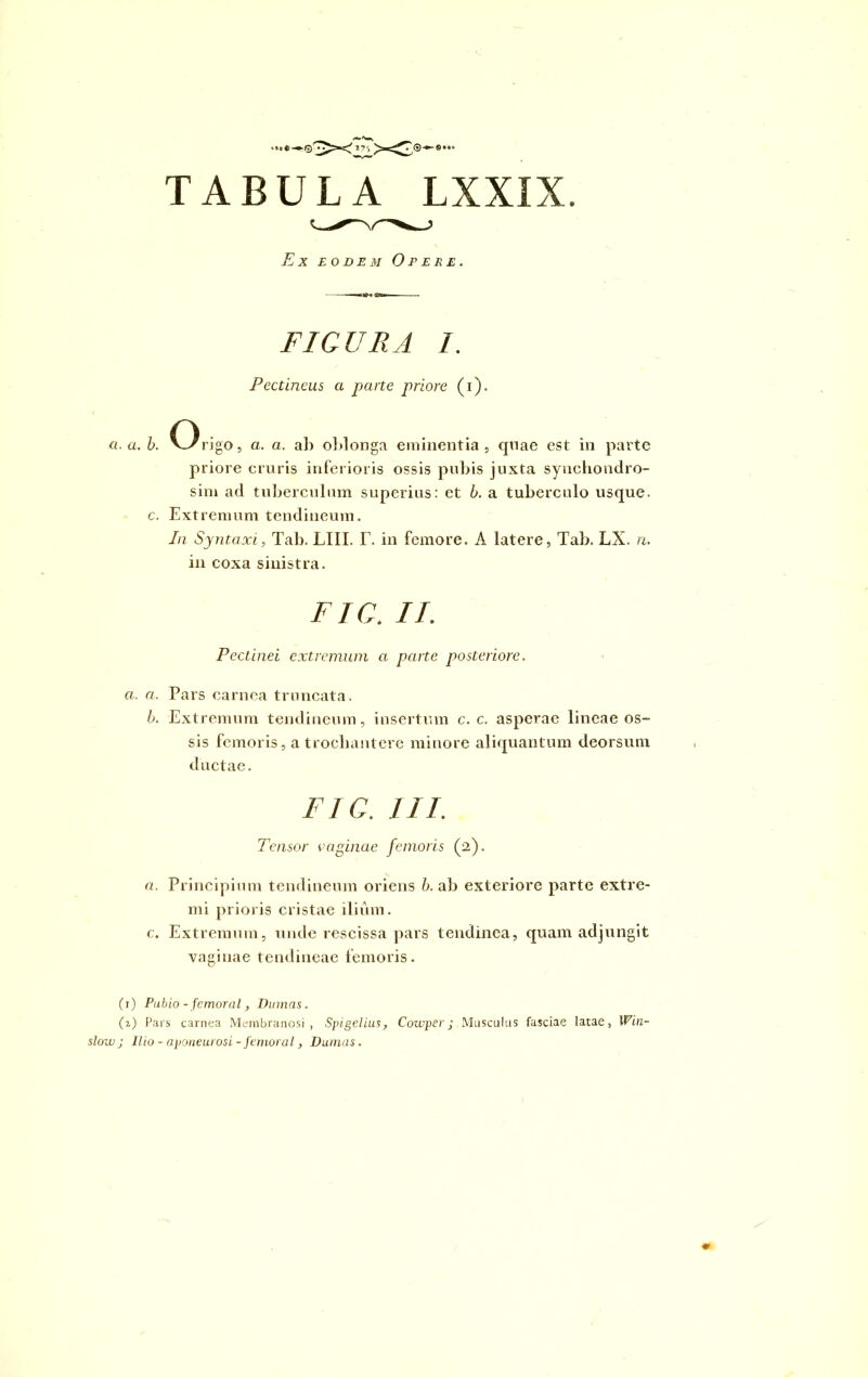 Ex eodem Opere FIGURA 1. Pectineus a parte priore (i). a. a. b. rigo, a. a. ah ohlonga eminentia, qnae est in parte priore cruris inferioris ossis pubis juxta syuchondro- sim ad tuberculum superius: et b. a tuberculo usque, c. Extremum tendineum. In Syntaxi, Tab. LIII. T. in femore. A latere, Tab. LX. n. in coxa sinistra. FIG. II. Pectinei extremum a parte posteriore, a. a. Pars carnea truncata. b. Extremum tendineum, insertum c. c. asperae lineae os- sis femoris, a trochantere minore aliquantum deorsum ductae. FIG. I II. Tensor vaginae femoris (2). a. Principium tendineum oriens b. ab exteriore parte extre- mi prioris cristae ilium. c. Extremum, unde rescissa pars tendinea, quam adjungit vaginae tendineae femoris. (1) Pubio - femoral, Dumas. (i) Pars carnea Membranosi, Spigelius, Covuper; Musculus fasciae latae, Win- slow j Ilio - aponeurosi - femoral, Dumas.