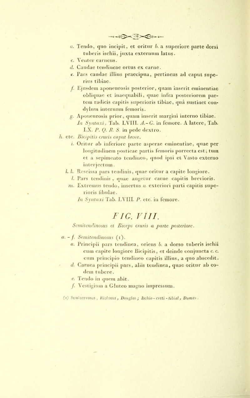 a. Tendo, quo incipit, et oritur b. a superiore parte dorsi tuberis ischii, juxta externum latus. c. Venter carneus. d. Caudae tendineae ortus ex carne. e. Pars caudae illius praecipua, pertinens ad caput supe- rius tibiae. f Ejusdem aponeurosis posterior, quam inserit eminentiae obliquae et inaequabili, quae infra posteriorem par- tem radicis capitis superioris tibiae, qua sustinet con- dylum internum femoris. g. Aponeurosis prior, quam inserit margini interno tibiae. In Syntaxi, Tab. LVIII. J.-C. in femore. A latere, Tab. LX. P. Q. P. S. in pede dextro. h. etc. Bicipitis cruris caput breve. i. Oritur ab inferiore parte asperae eminentiae, quae per longitudinem posticae partis femoris porrecta est; tum et a sepimento tendineo, quod ipsi et Vasto externo interjectum. k. k. Rescissa pars tendinis, quae oritur a capite longiore. /. Pars tendinis , quae augetur carne capitis brevioris. m. Extremus tendo, insertus n. exteriori parti capitis supe- rioris fibulae. In Syntaxi Tab. LVIII. P. etc! iu femore. FIG. VIII. Semitendinosus et Biceps cruris a parte posteriore, a.-f. Semitendinosus (i). a. Principii pars tendinea, oriens b. a dorso tuberis ischii cum capite longiore Bicipitis, et deinde conjuncta c. c. eum principio tendineo capitis illius, a quo abscedit. d. Carnea principii pars, aliis tendinea, quae oritur ab eo- dem tubere. e. Tendo in quem abit. f. Vestigium a Gluteo magno impressum. (r) Seminervosus , Riolanus , Douglas ; Ischio - creti - tibial, Damas.