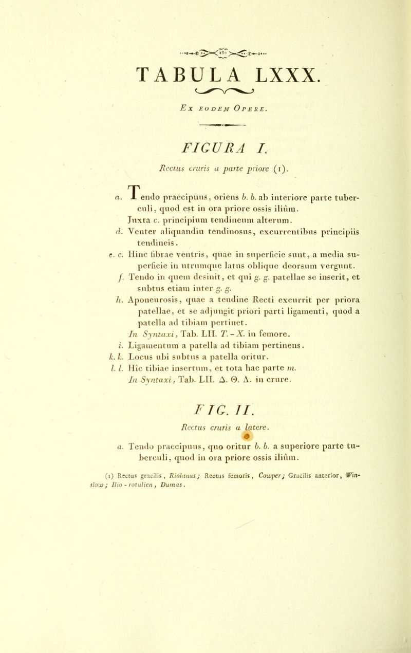 Ex eodem Opere. FIGURA I. Rectus cruris a parte priore (i). a. Tuendo praecipuus, oriens b. b. ab interiore parte tuber- culi, quod est in ora priore ossis ilium. Juxta c. principium tendineum alterum. d. Venter aliquandiu tendinosus, excurrentibus principiis tendineis. / e. e. Hinc tibiae ventris, quae in superficie sunt, a media su- perficie iu utrumque latus oblique deorsum vergunt. f. Tendo in quem desinit, et qui g. g. patellae se inserit, et subtus etiam inter g. g. h. Aponeurosis, quae a tendine Recti excurrit per priora patellae, et se adjungit priori parti ligamenti, quod a patella ad tibiam pertinet. In Syntaxi, Tab. LII. T.-X. in femore. i. J-ugamentum a patella ad tibiam pertinens. k.k. Locus ubi subtus a patella oritur. Z. Z. Hic tibiae insertum, et tota hac parte m. In Syntaxi, Tab. LII. A. 0. E. in crure. FTG. II. Rectus cruris a latere. y a. Tendo praecipuus, quo oritur b. b. a superiore parte tu- berculi, quod in ora priore ossis ilium. (i) Rectus gracilis, Riolanusj Rectus femoris, Cowper; Gracilis anterior, Win- slow j Ilio - rotulien , Durnas .